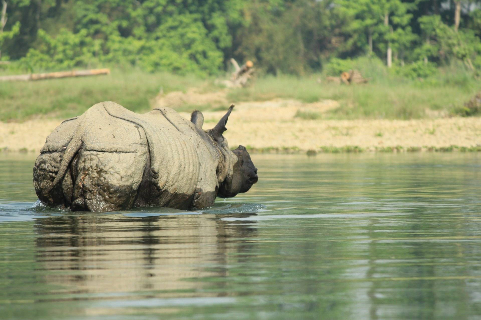 Rinocerontes y gaviales en la jungla de Chitwan