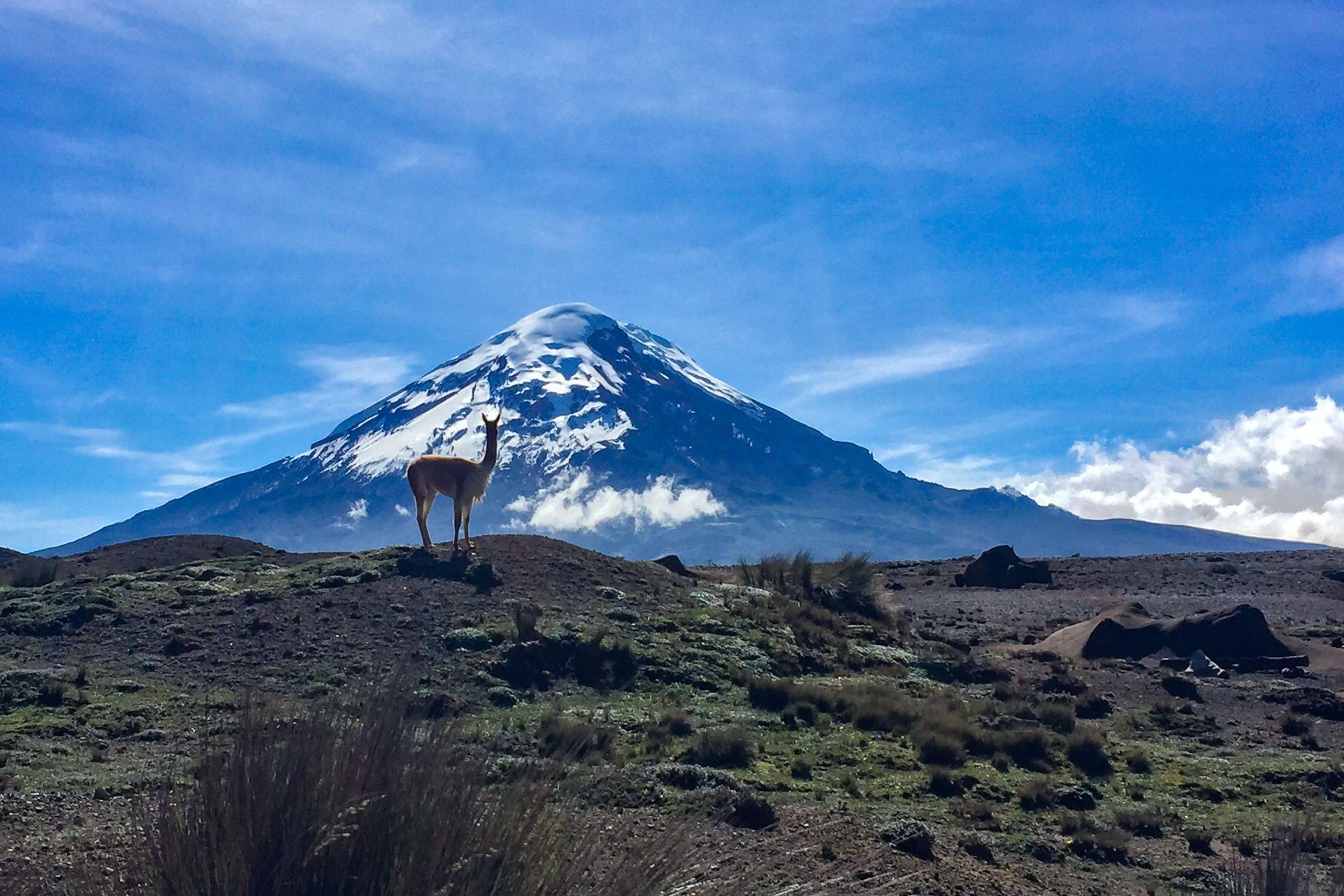 Chimborazo vulkaan: vicuña's en mountainbiken