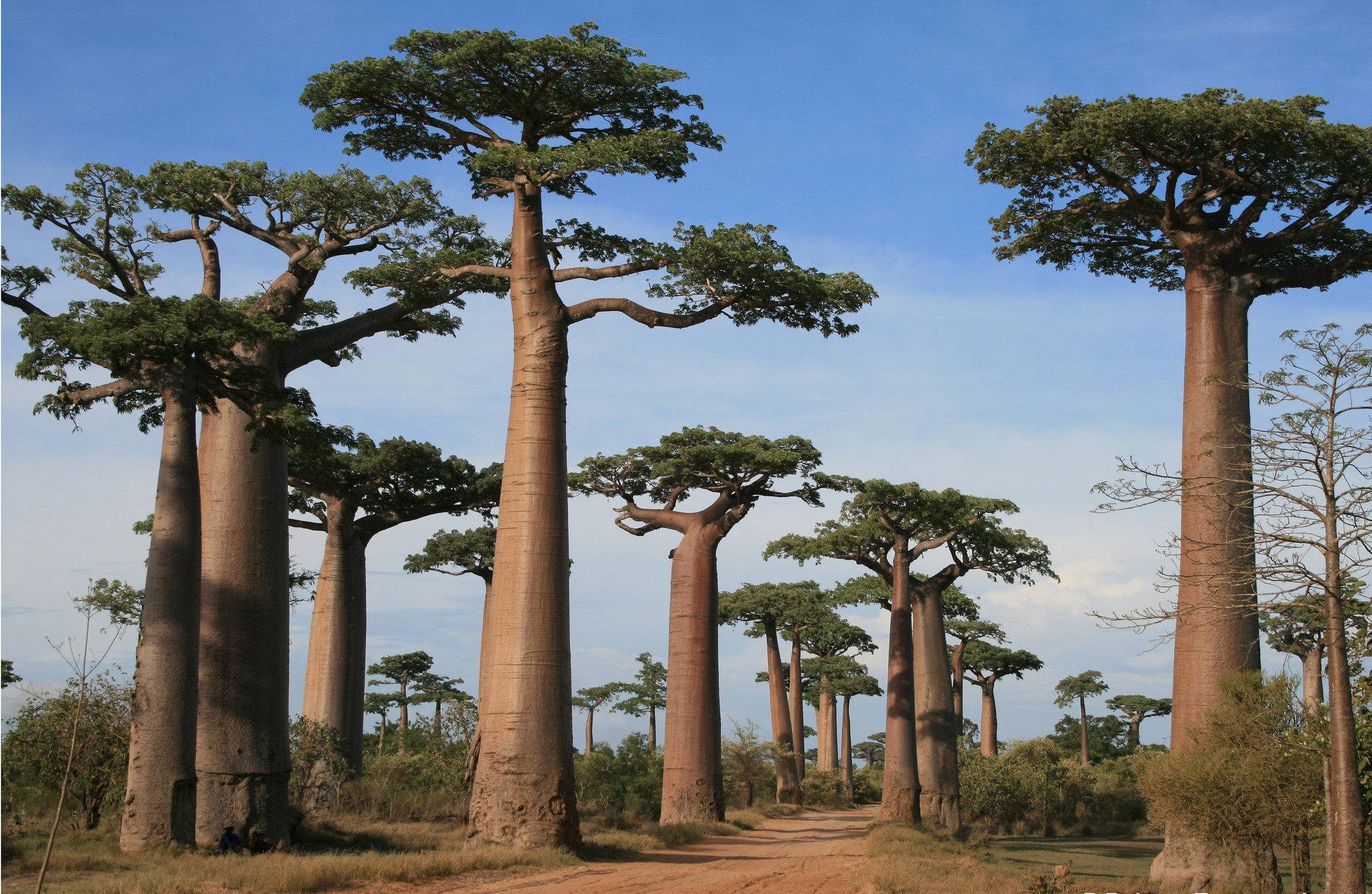 Ritorno a Morondava con tramonto sul viale dei Baobab