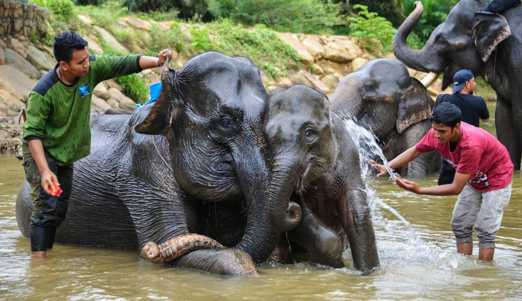 Rencontre avec les éléphants de Sumatra