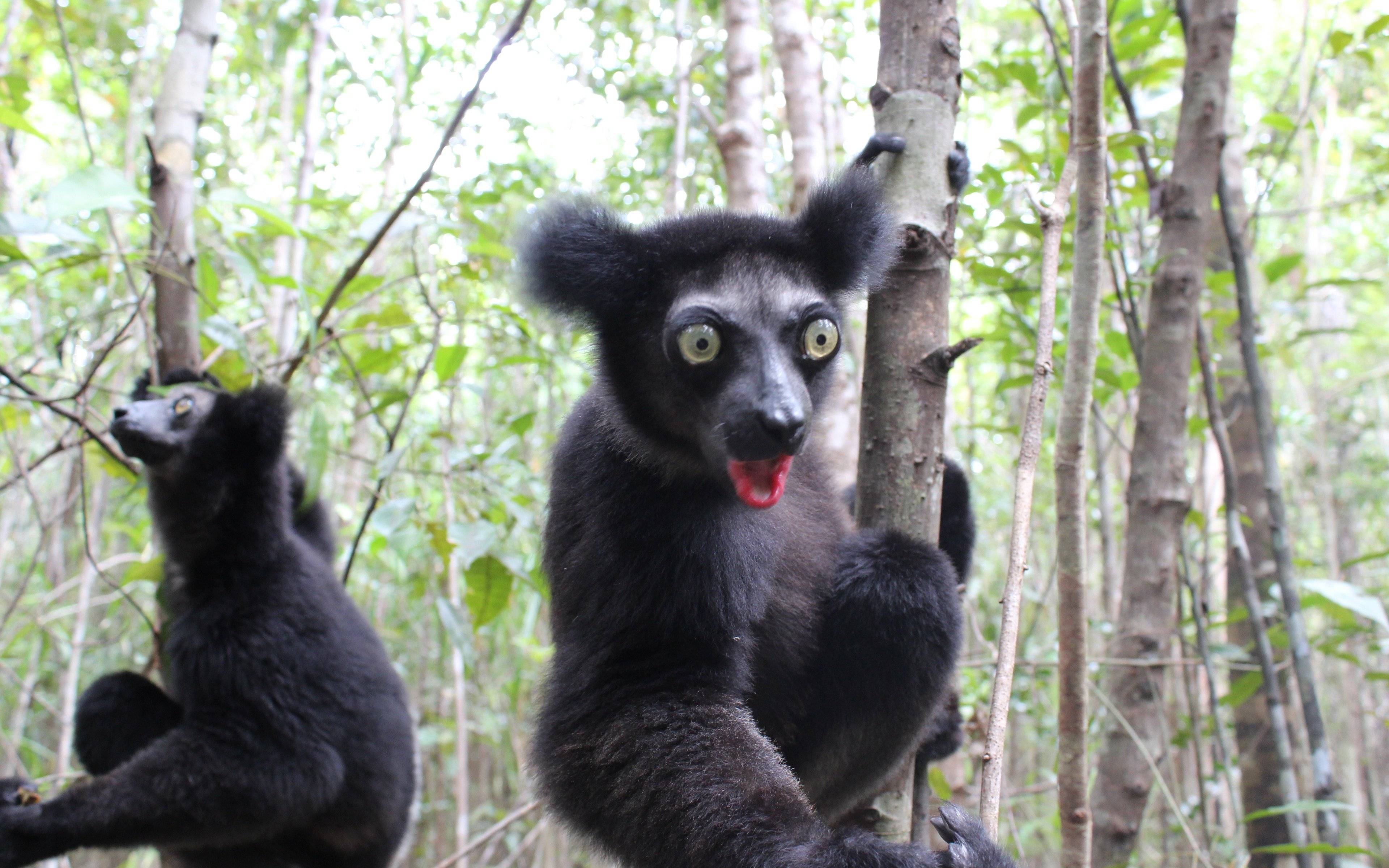 Treffen mit den „Indri-Indri“