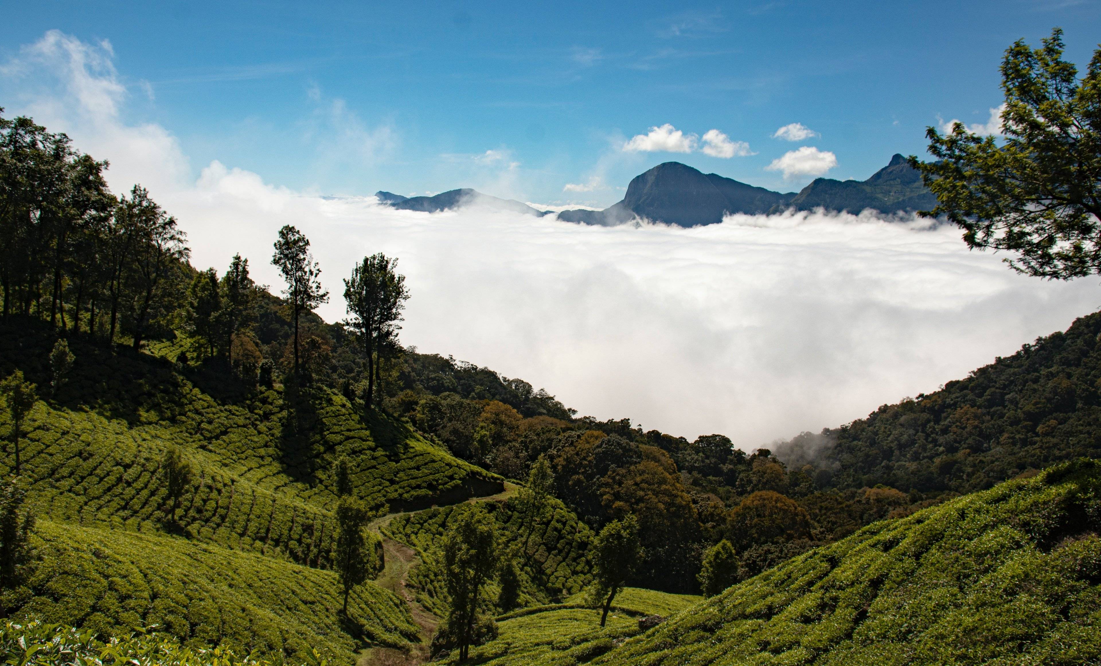 Au cœur des plantations de thé