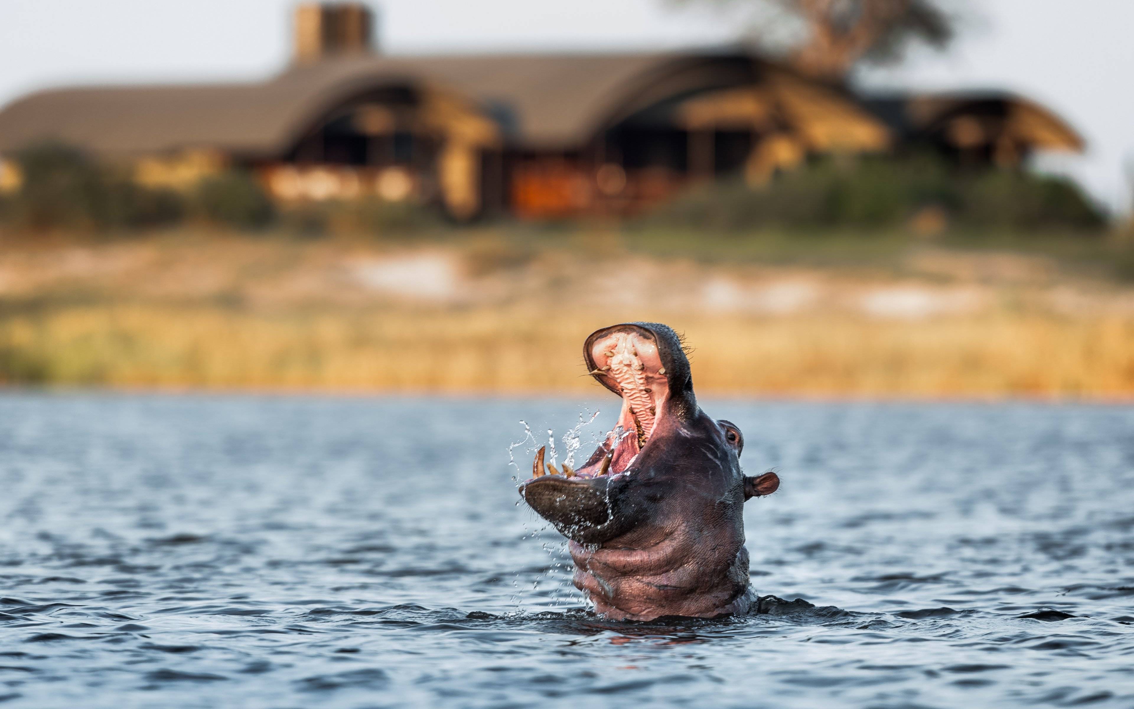 Votre île face aux hippopotames du parc Chobe