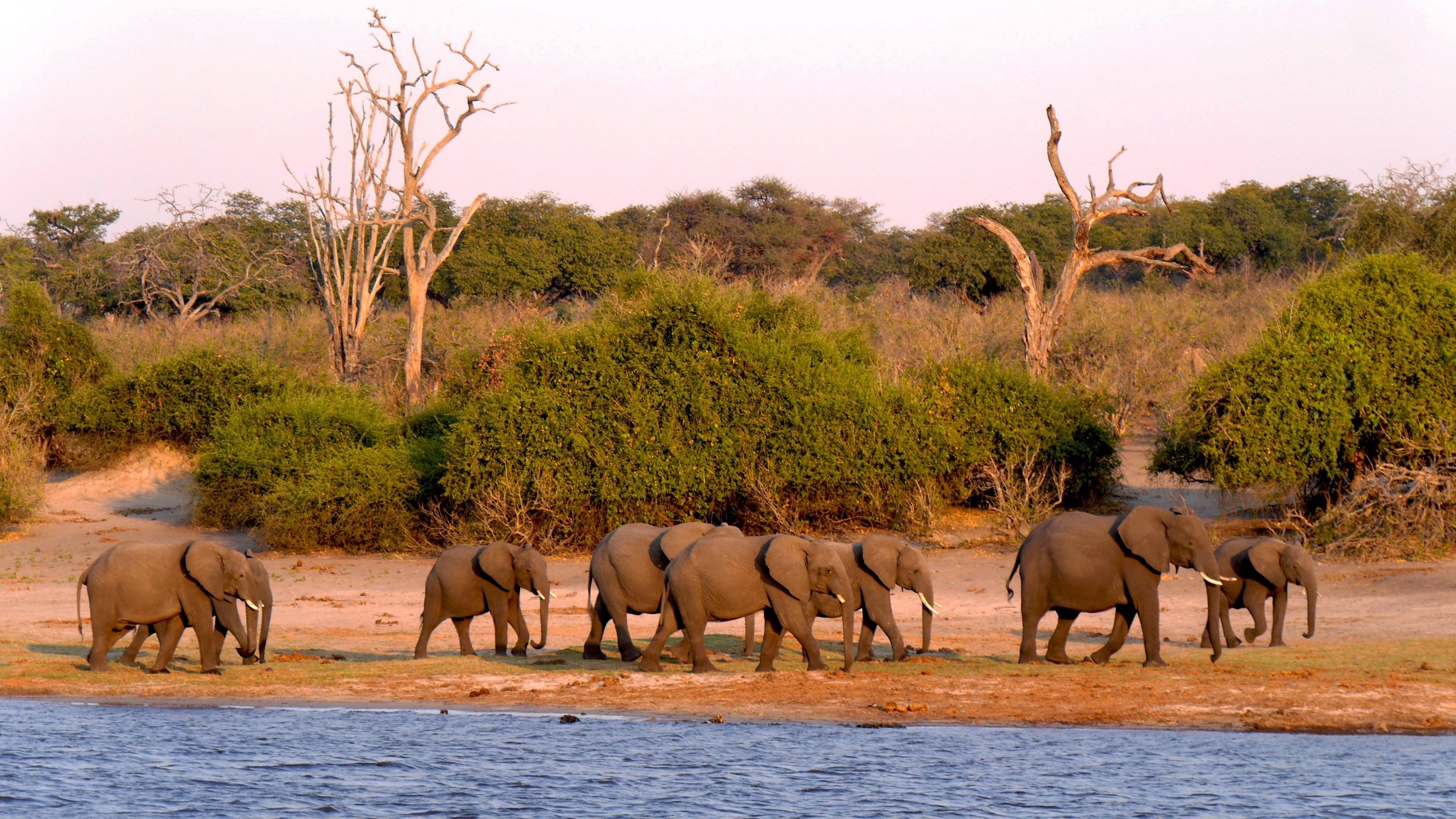 Chobe : éléphants et les grands prédateurs