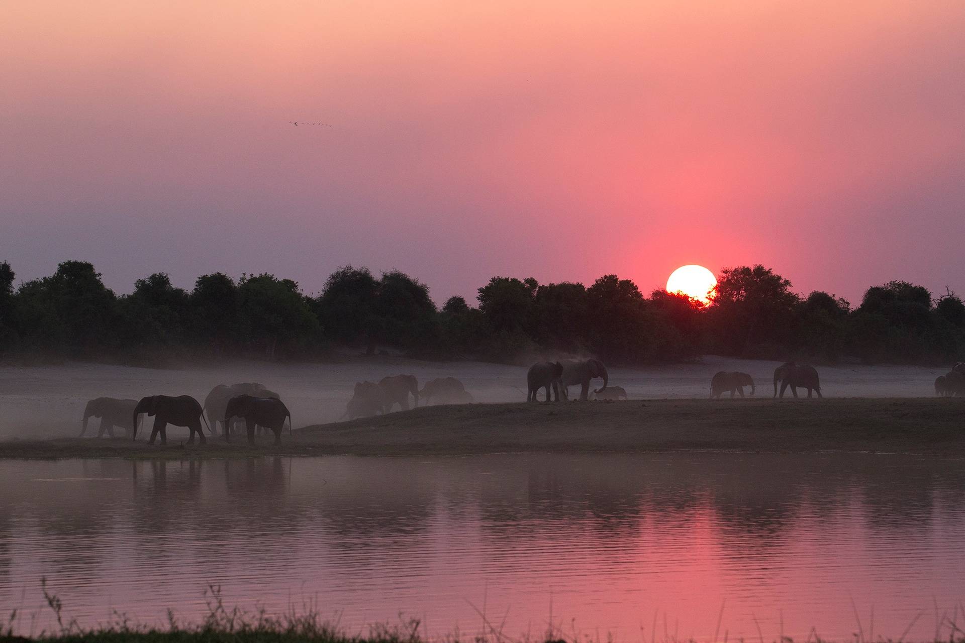 Les éléphants au détour de la rivière Chobe