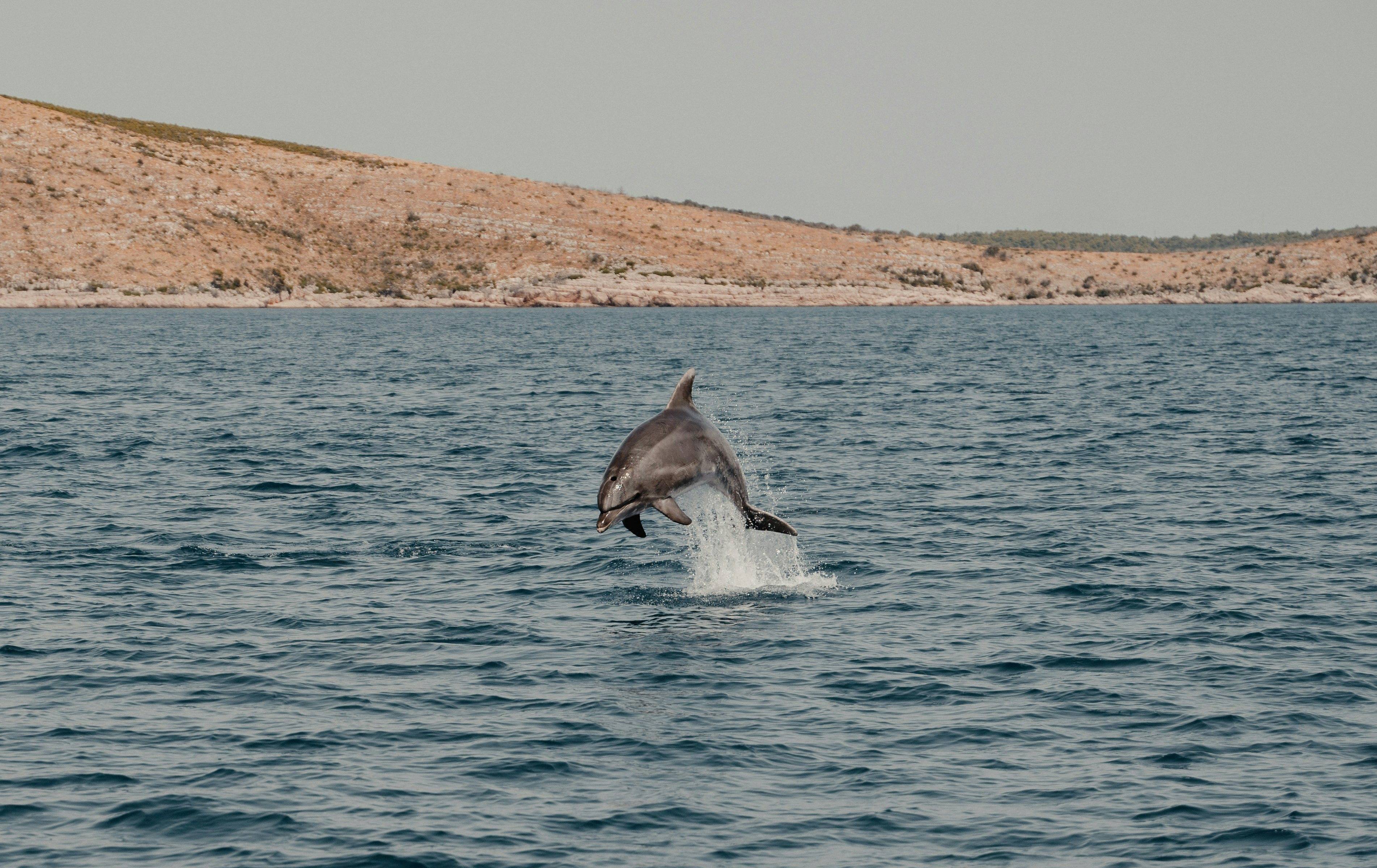Excursión en barco por el Aquatorium de Murter y avistamiento de delfines