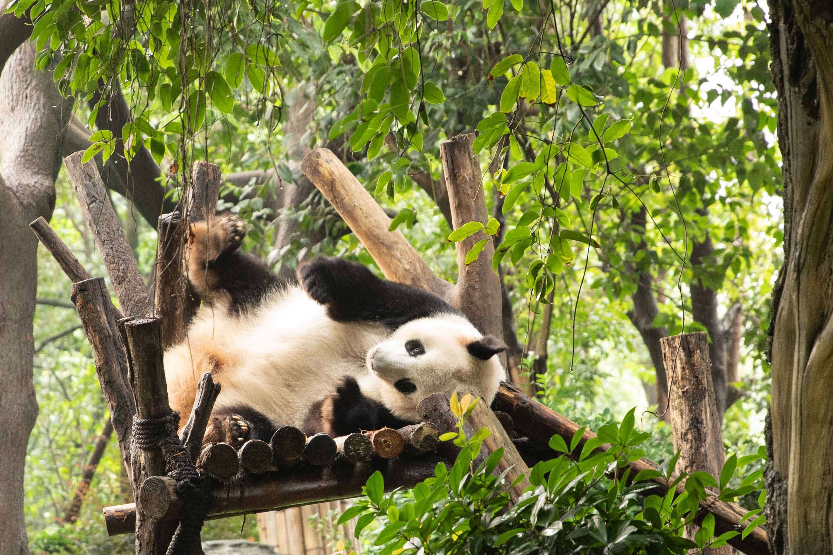 Visita alla riserva dei panda giganti