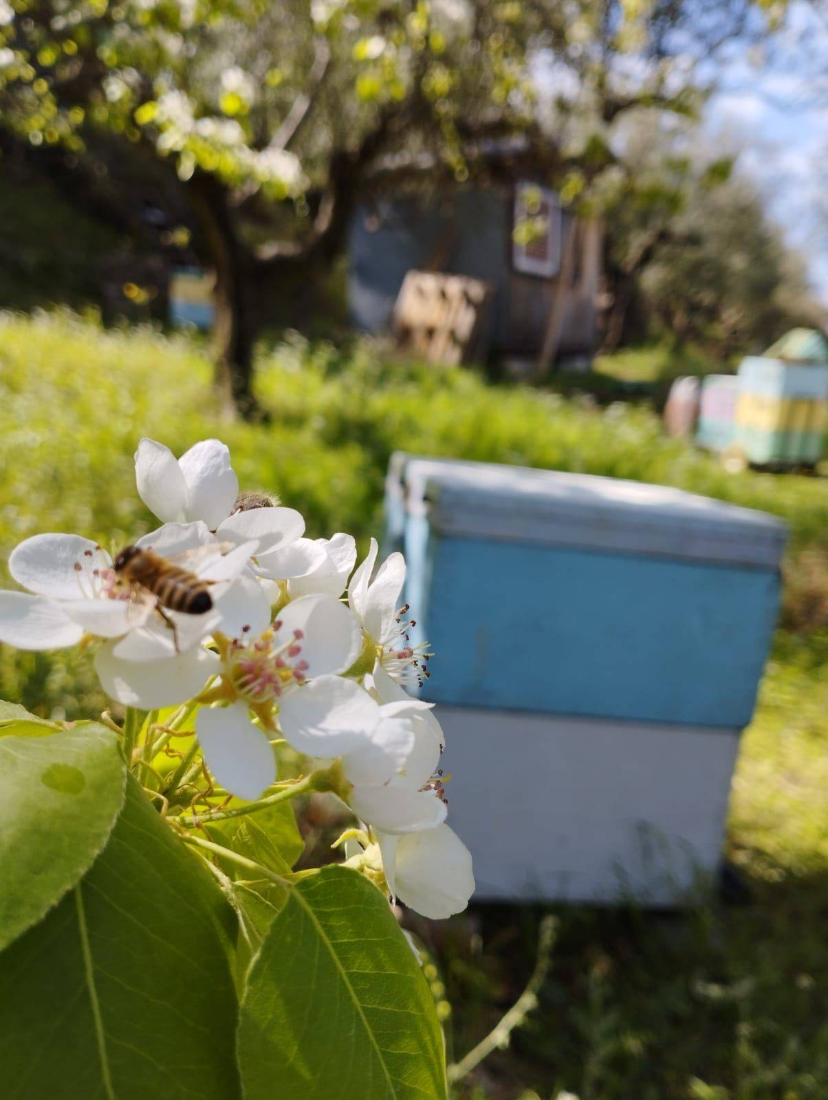 Découvrez le monde magique des abeilles en route vers areopolis