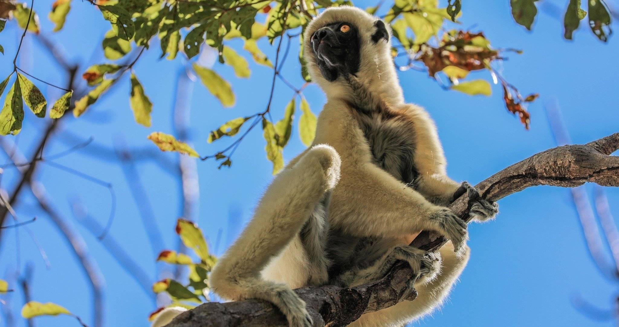 Fin del viaje - ¡Veloma Madagascar!