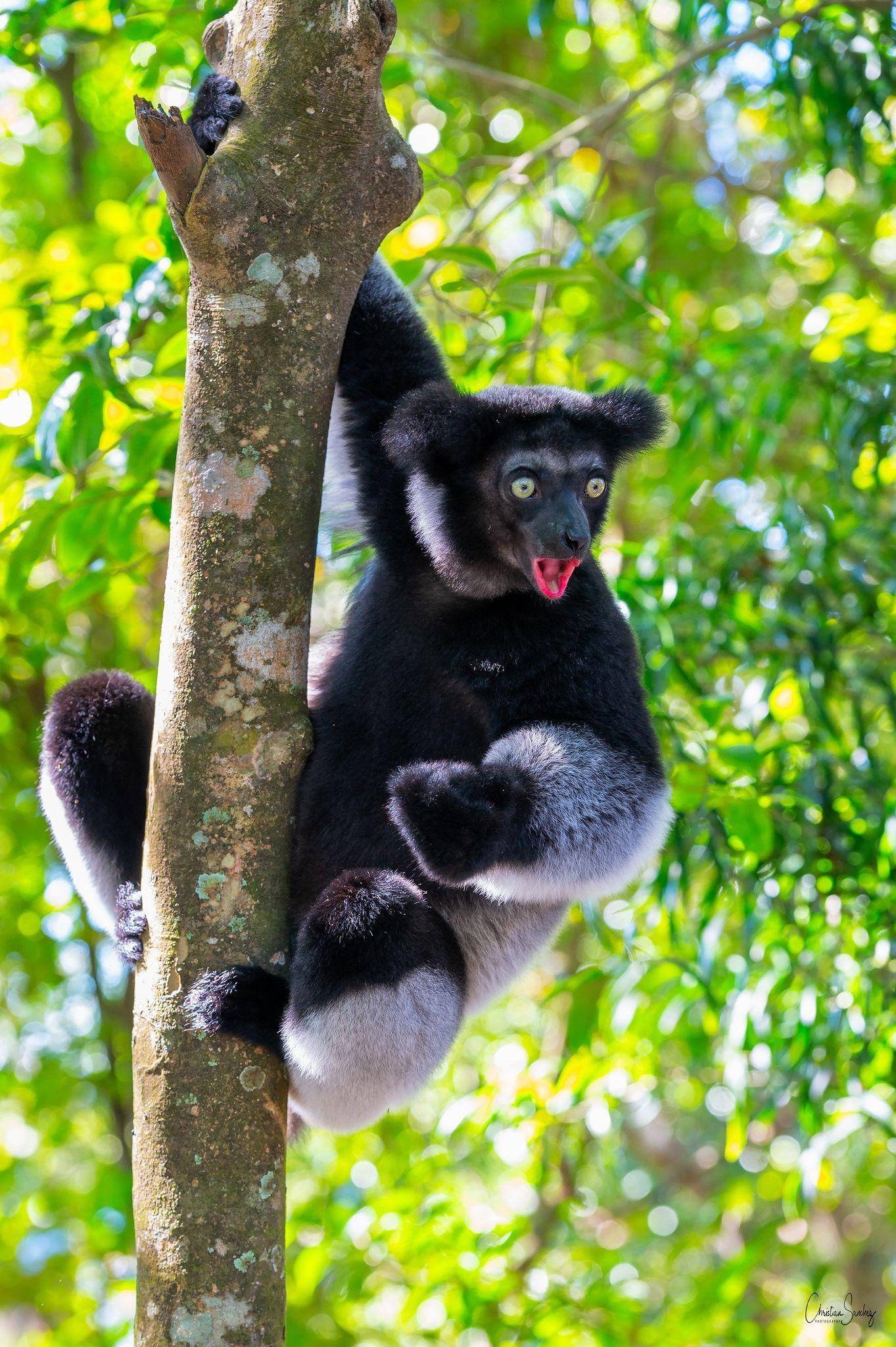 La Reserva Especial de Analamazaotra y los Indri-Indri
