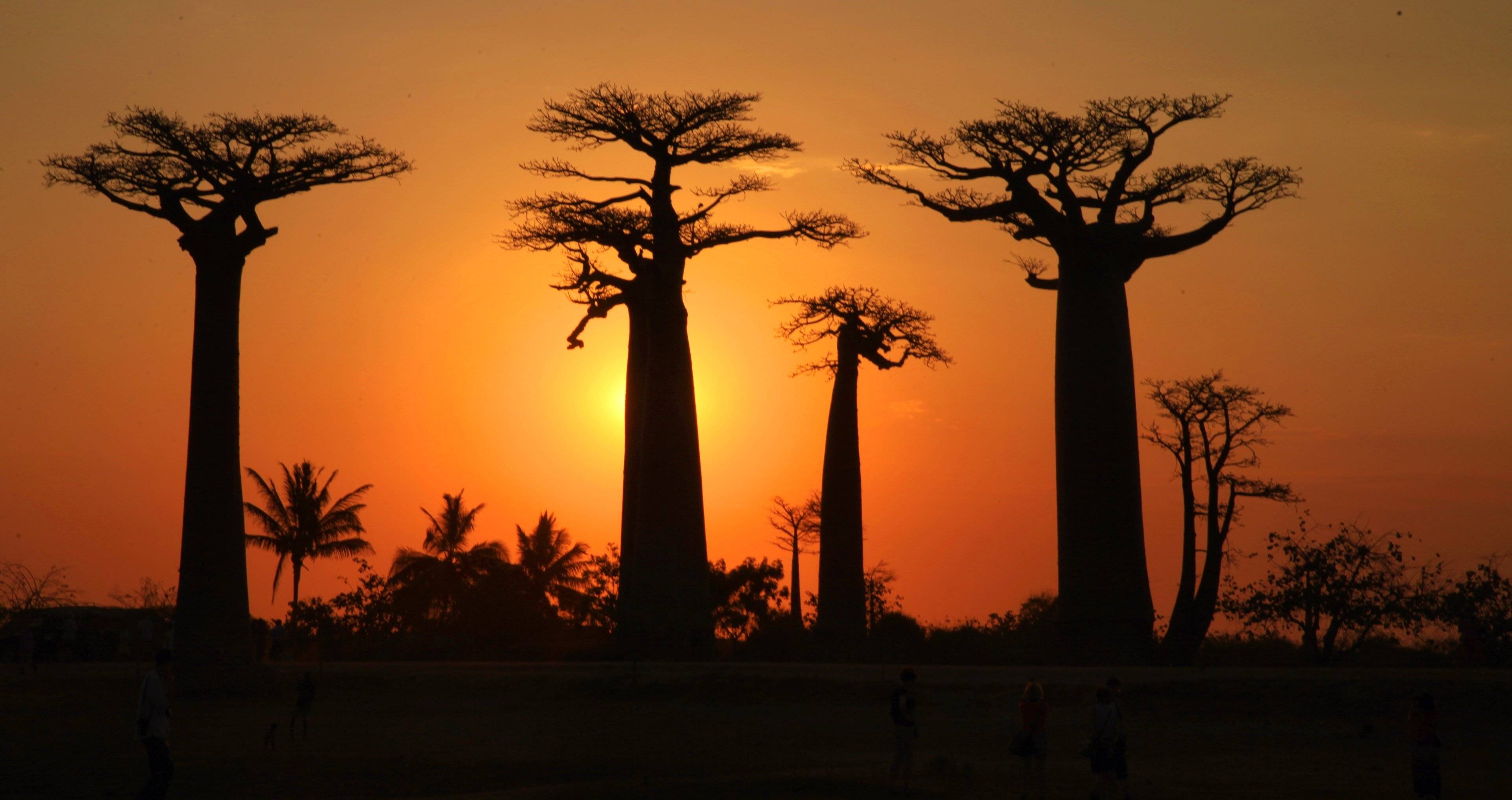 El atardecer en la Avenida de los Baobabs