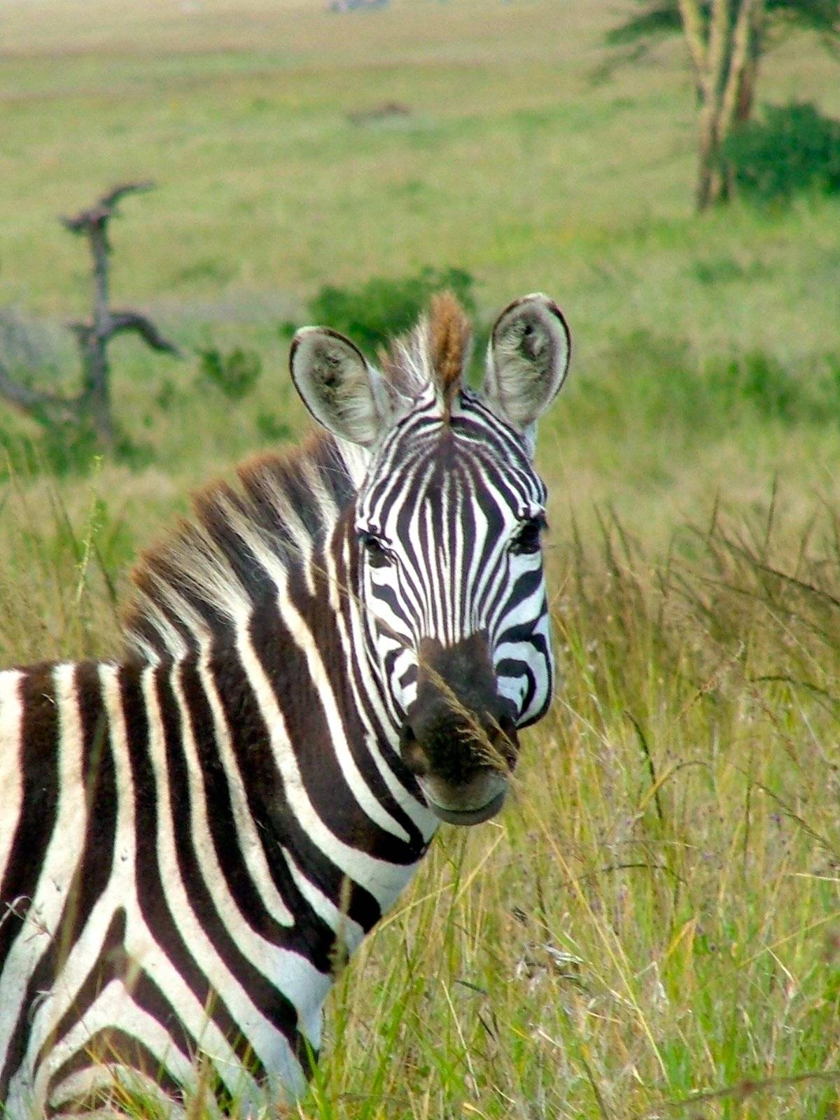 Safari dans le Parc de Manyara