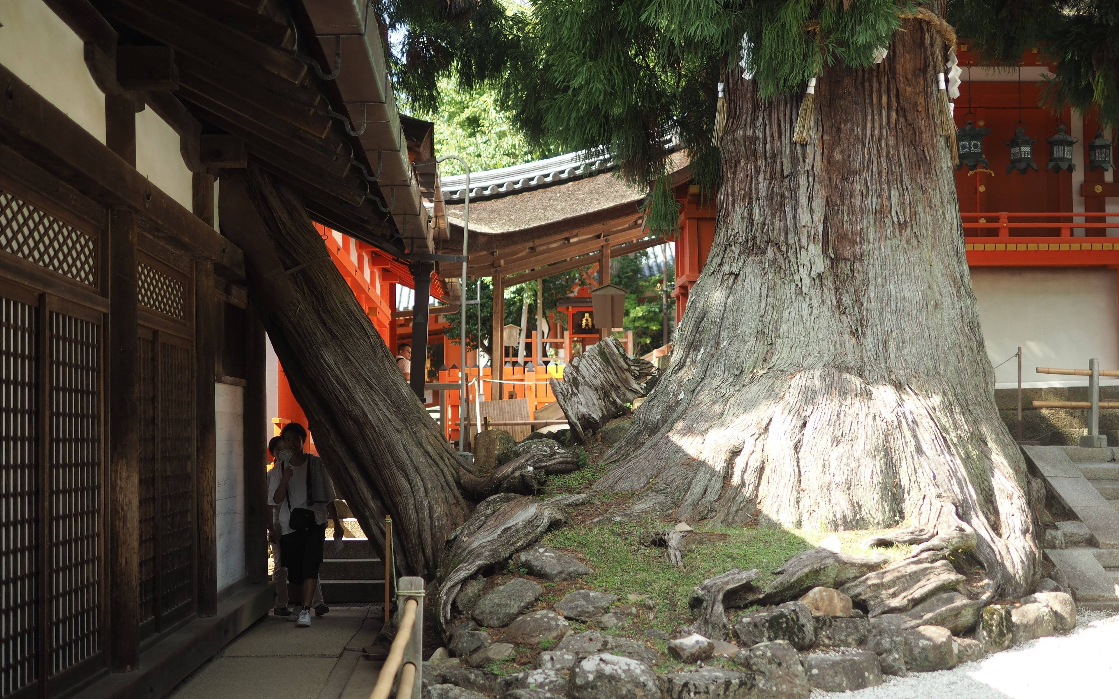 Cerfs shika et bouddhisme ancien à Nara