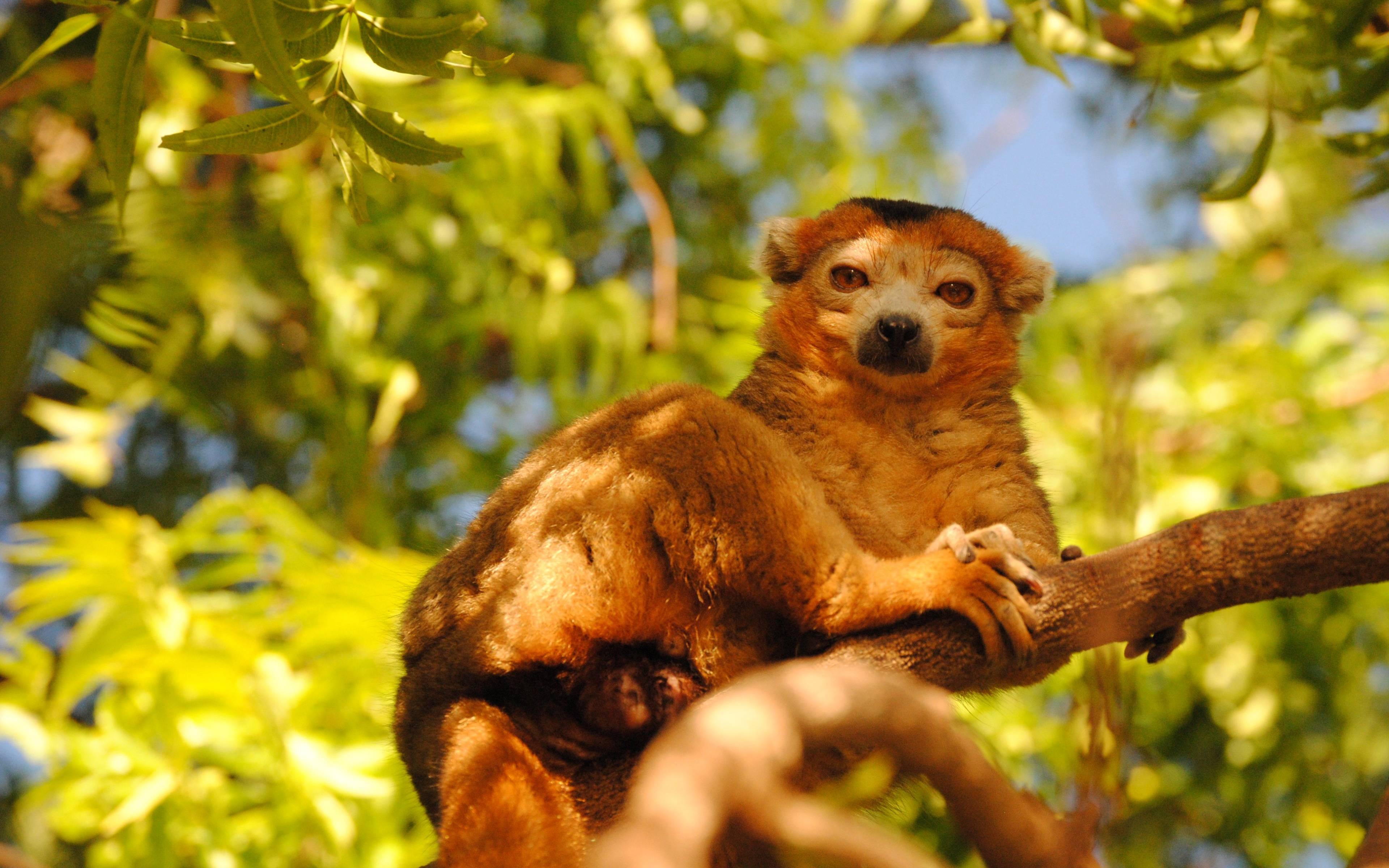 ¡Veloma Madagascar! Fin del viaje