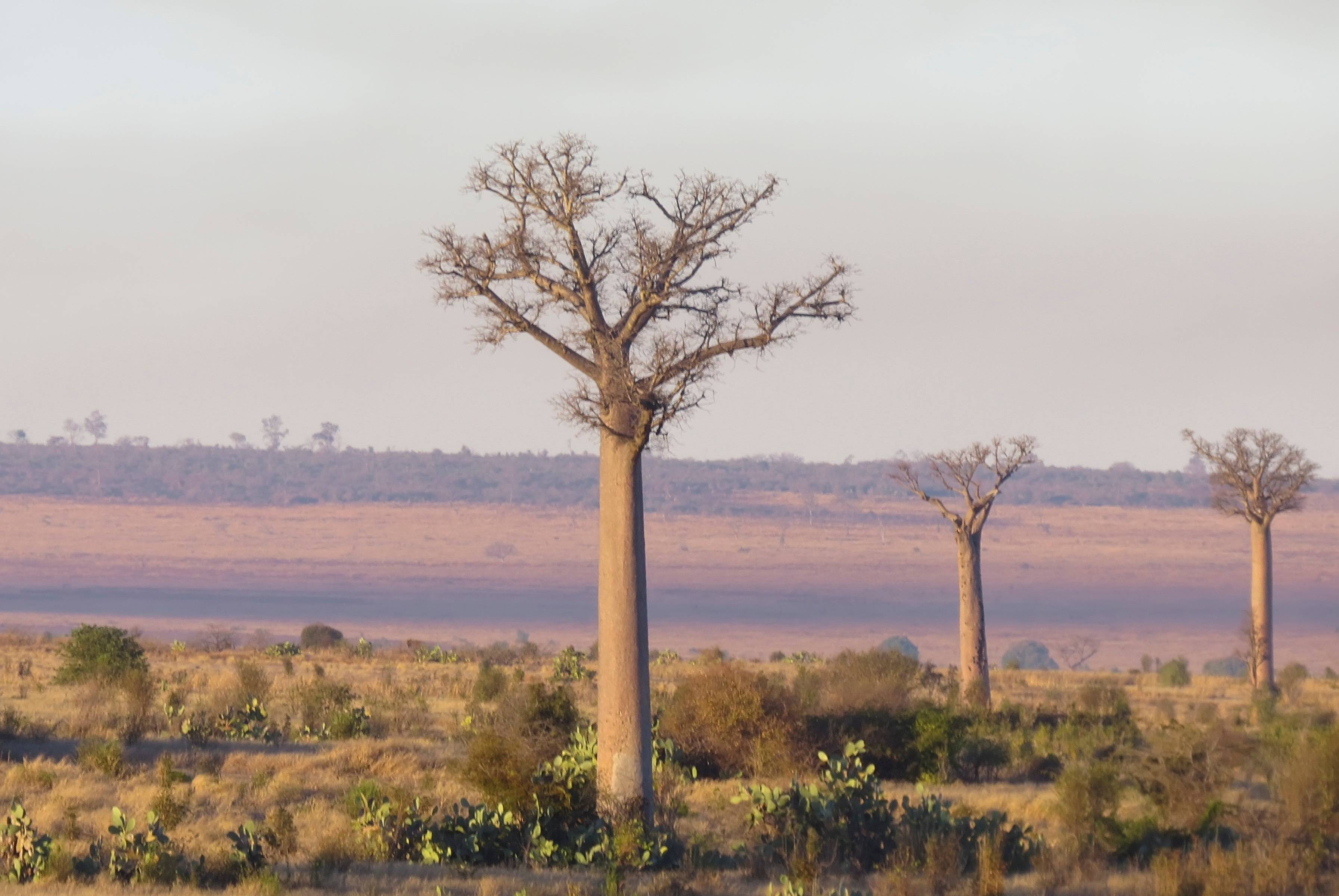 Nuestra primera vista de los Baobabs del sur