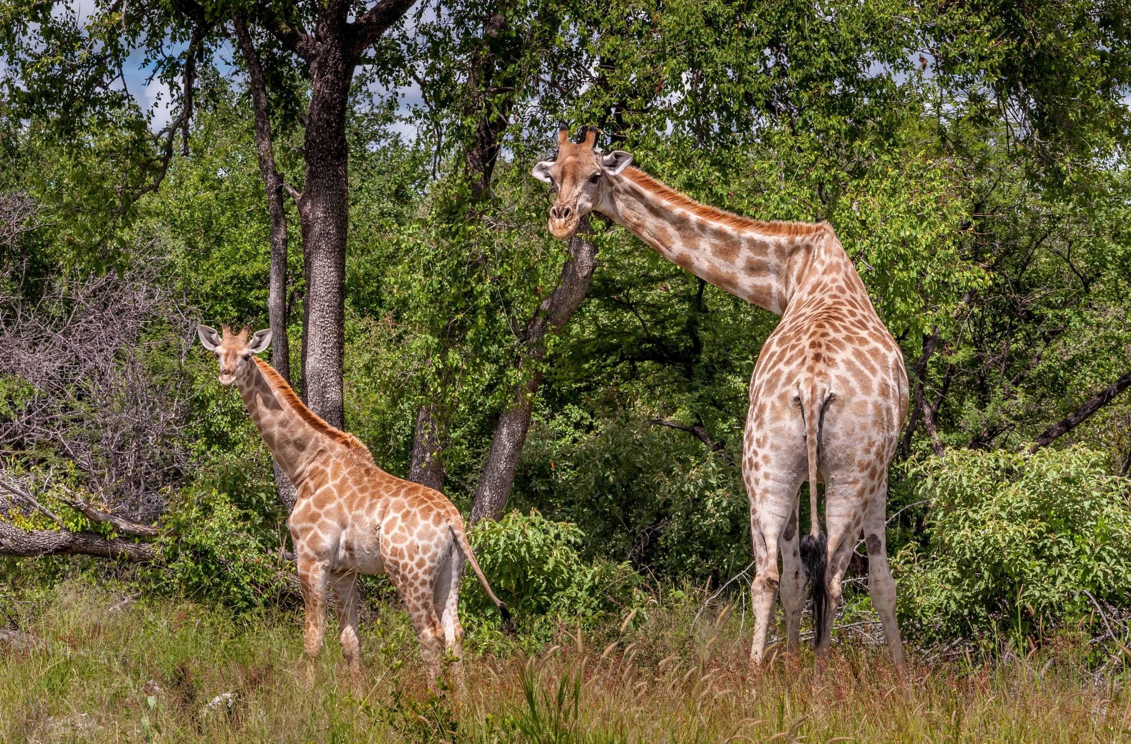 Safari nel parco nazionale Etosha