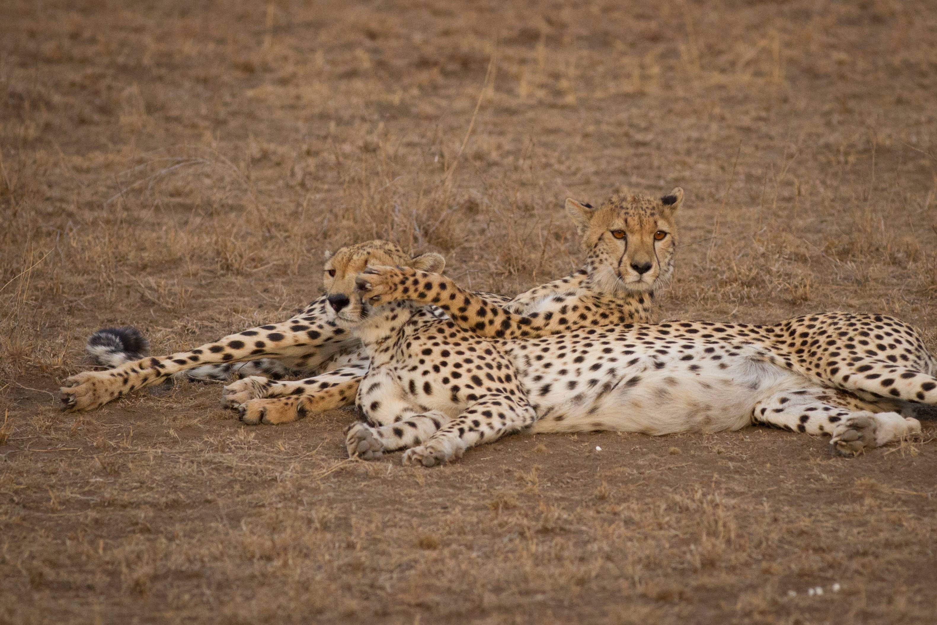 Giornata di avventura nel Parco nazionale del Serengeti!