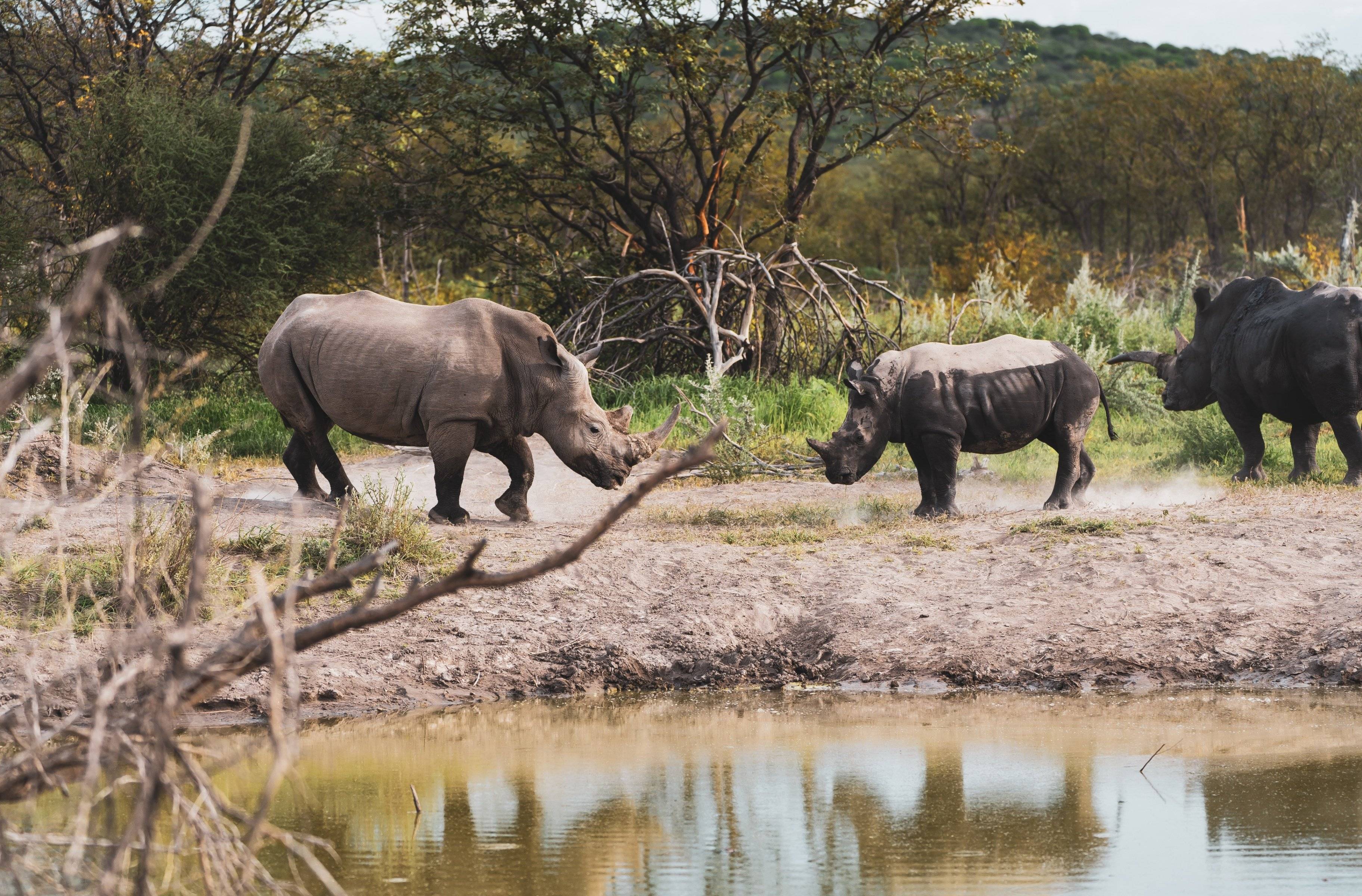Sulle tracce dei rinoceronti