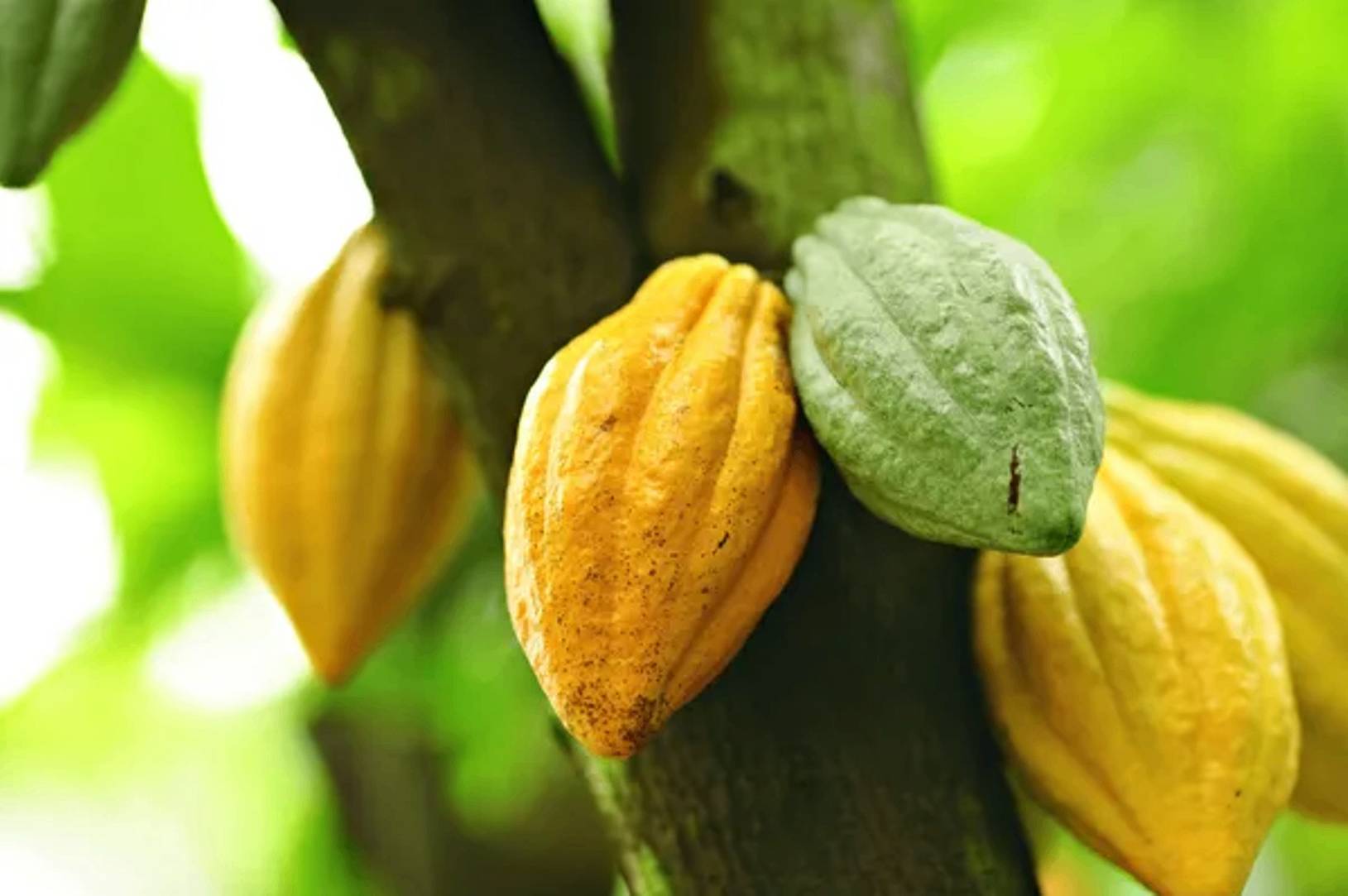 Alla scoperta di Mahamasina Ankarana, la piantagione di cacao "Millot"