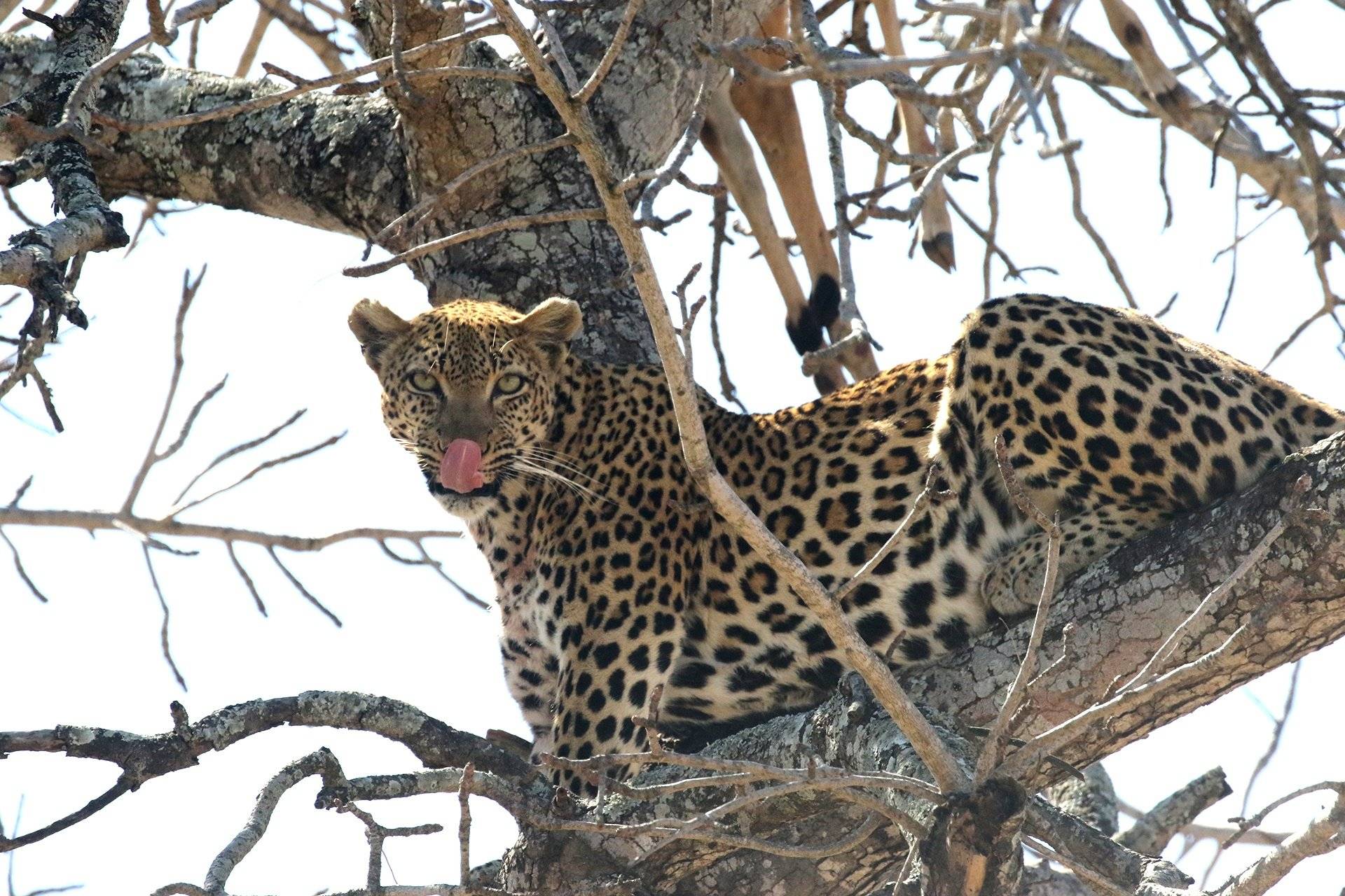 Safari nella zona meridionale del Kruger