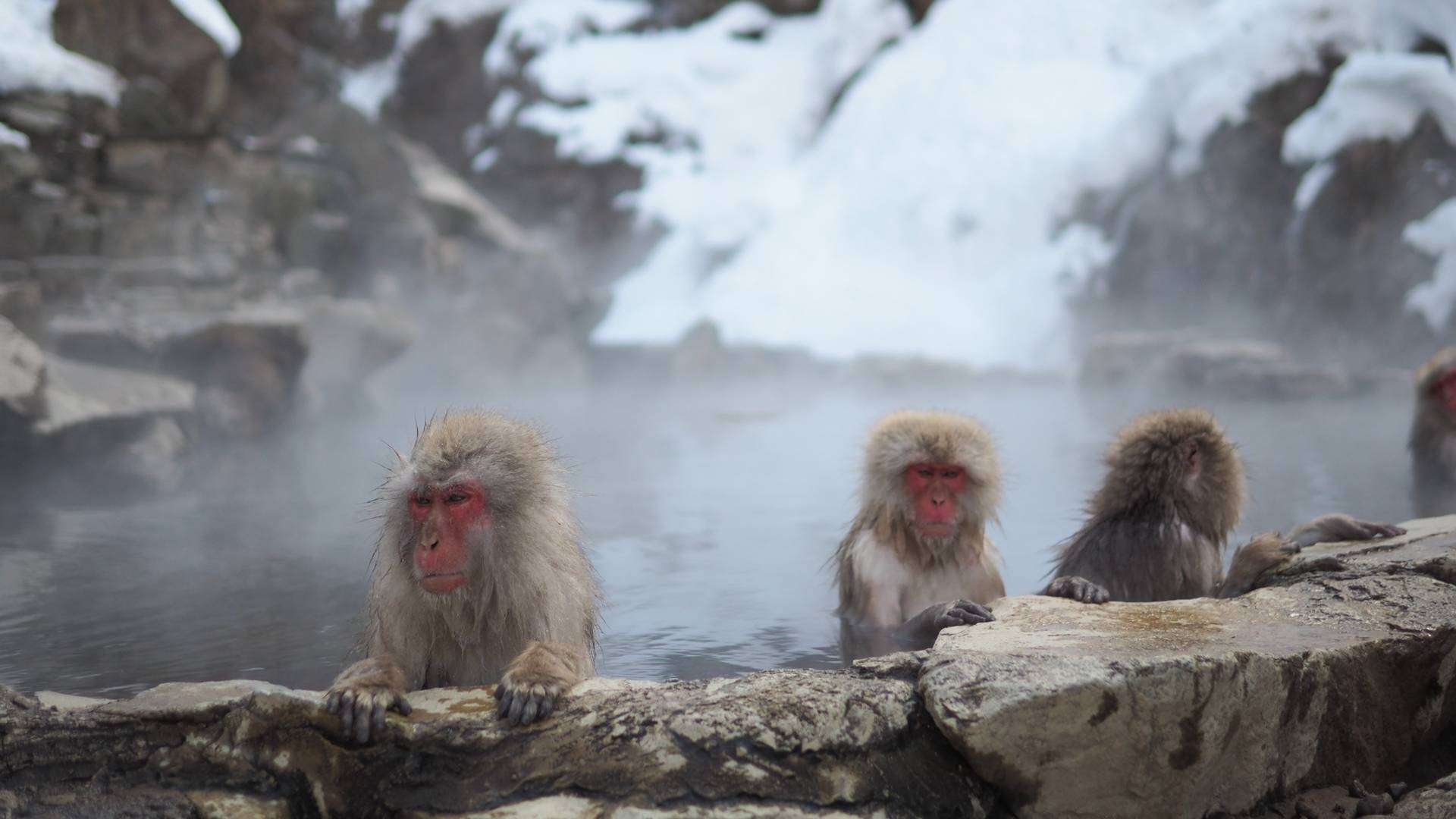 Macacos y aguas termales en Yudanaka