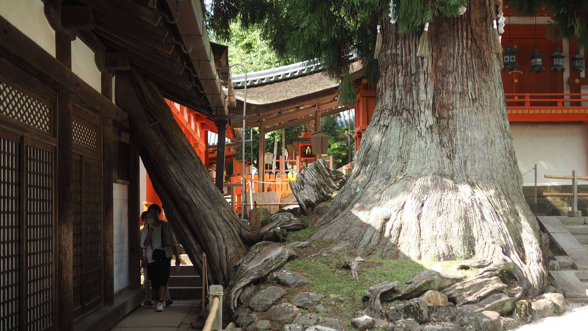Ciervos Shika y santuarios en Nara