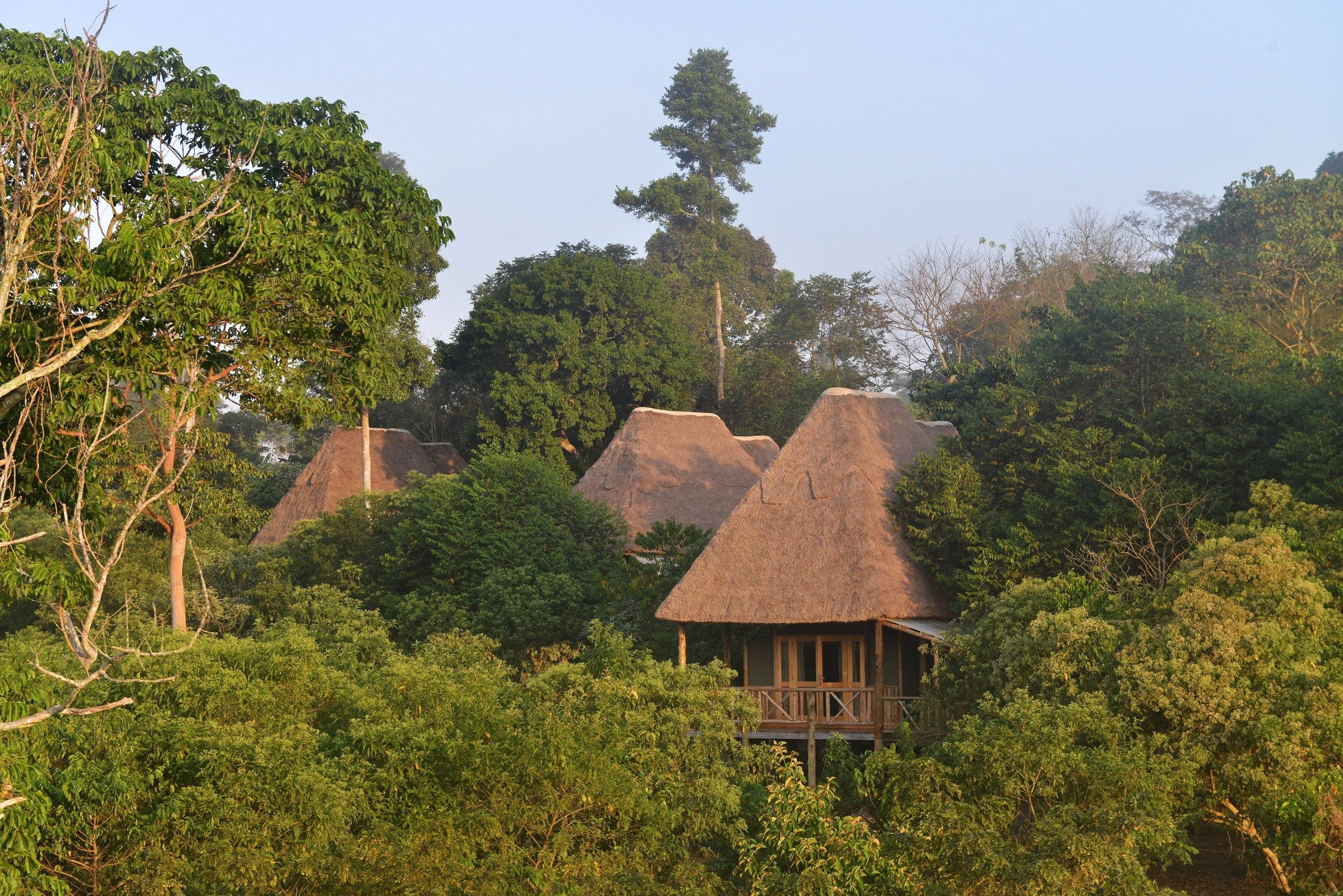 La foresta di Bugoma e i suoi ugandan mangabey