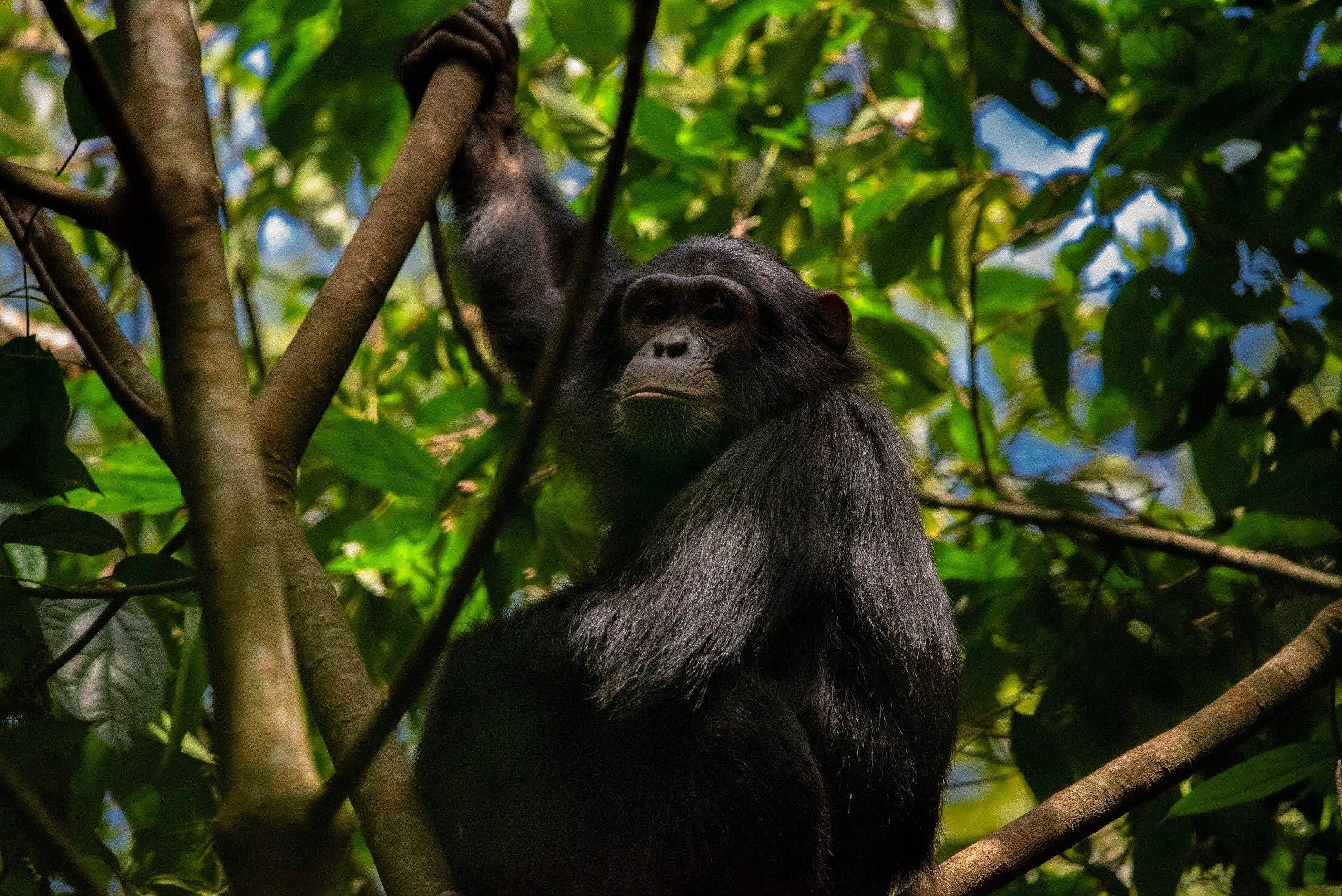 La foresta di Budongo e i suoi scimpanzé