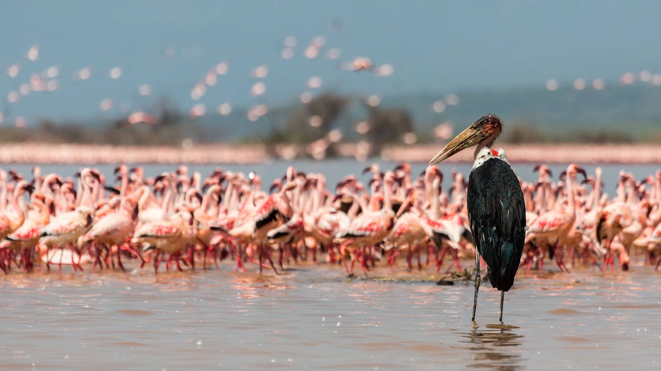 Il Parco Nazionale del Lago Naivasha e i fenicotteri rosa
