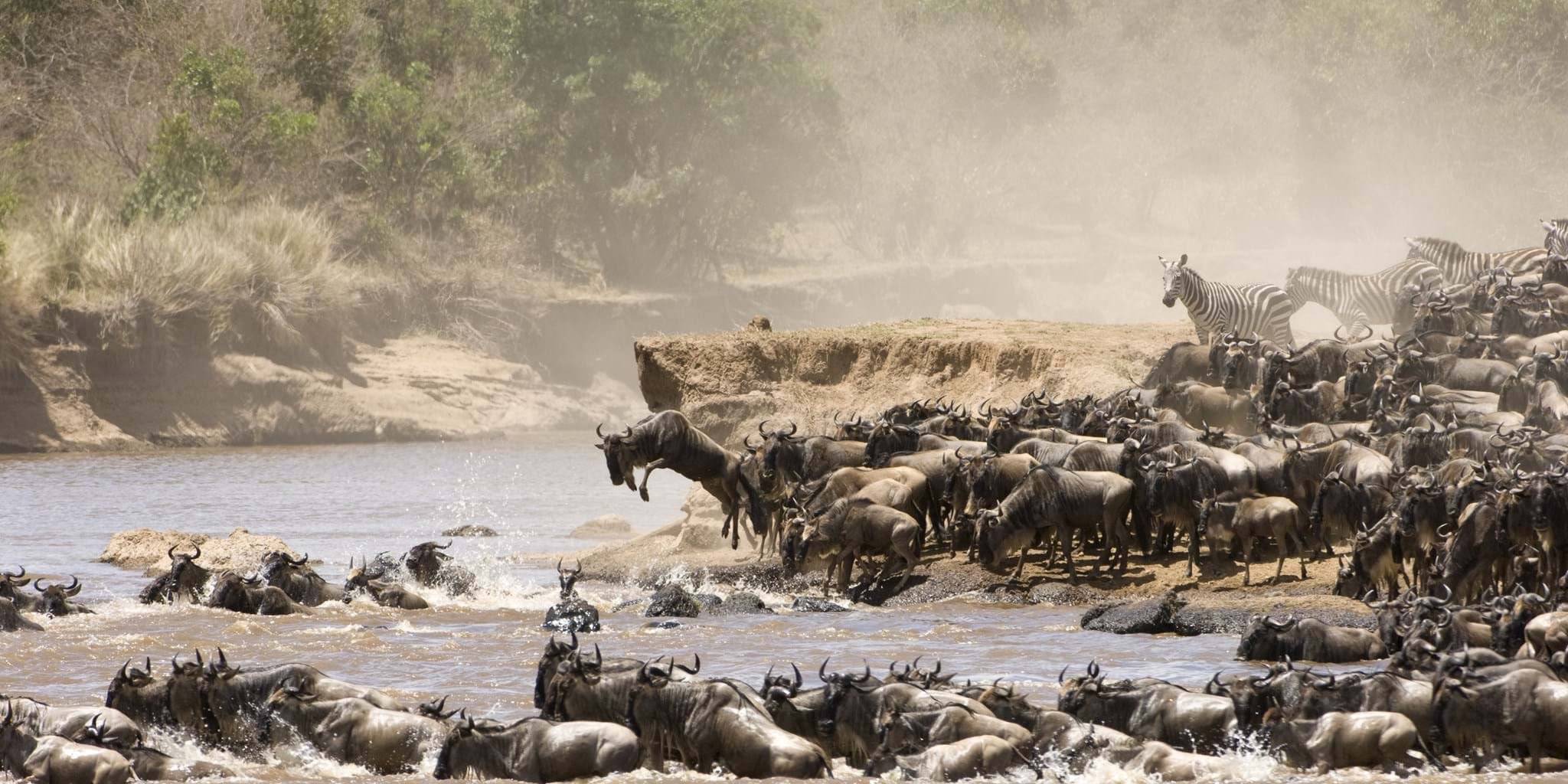 Safari nella Riserva Nazionale Maasai Mara