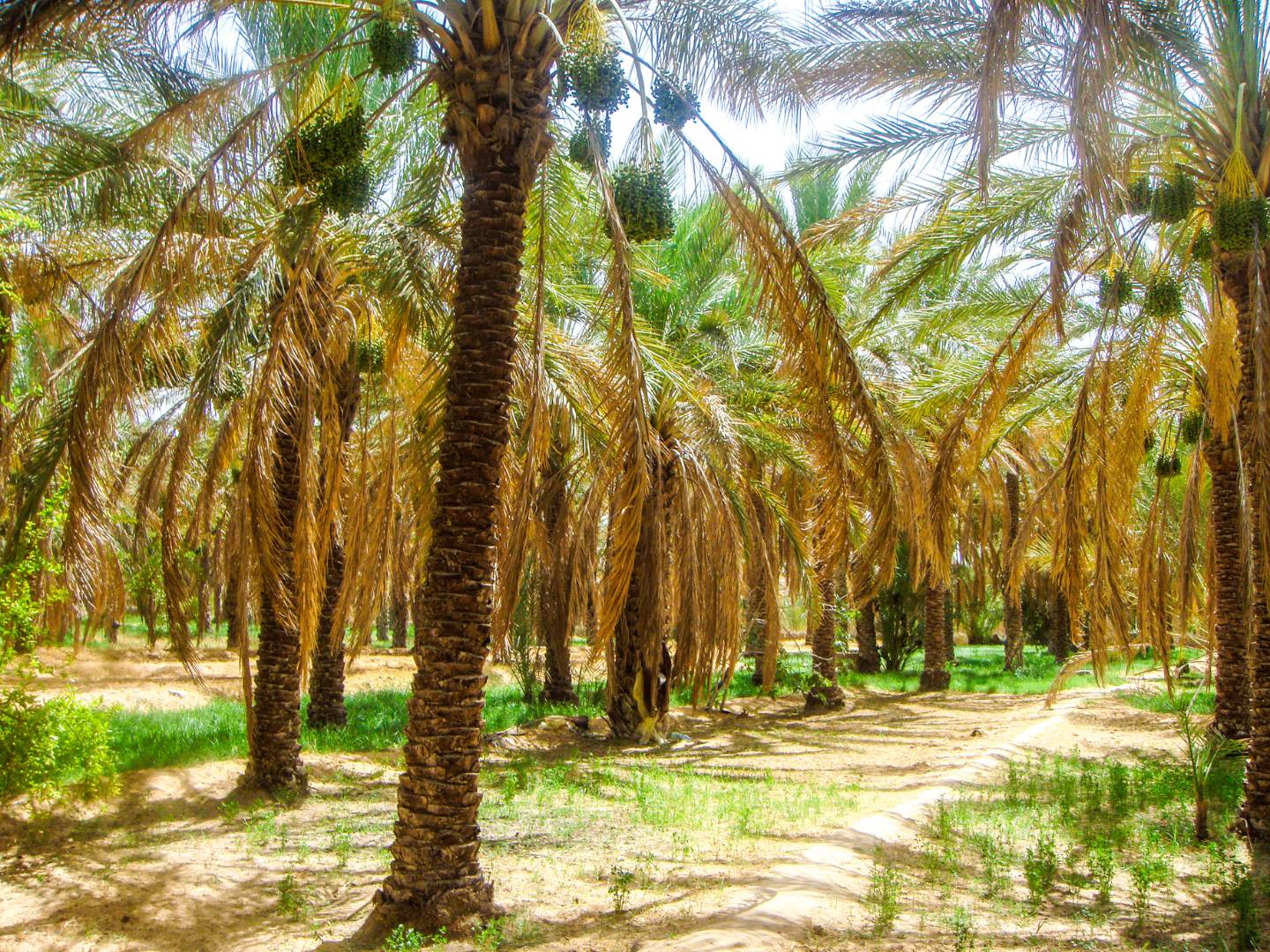 Voyage au Royaume des palmiers