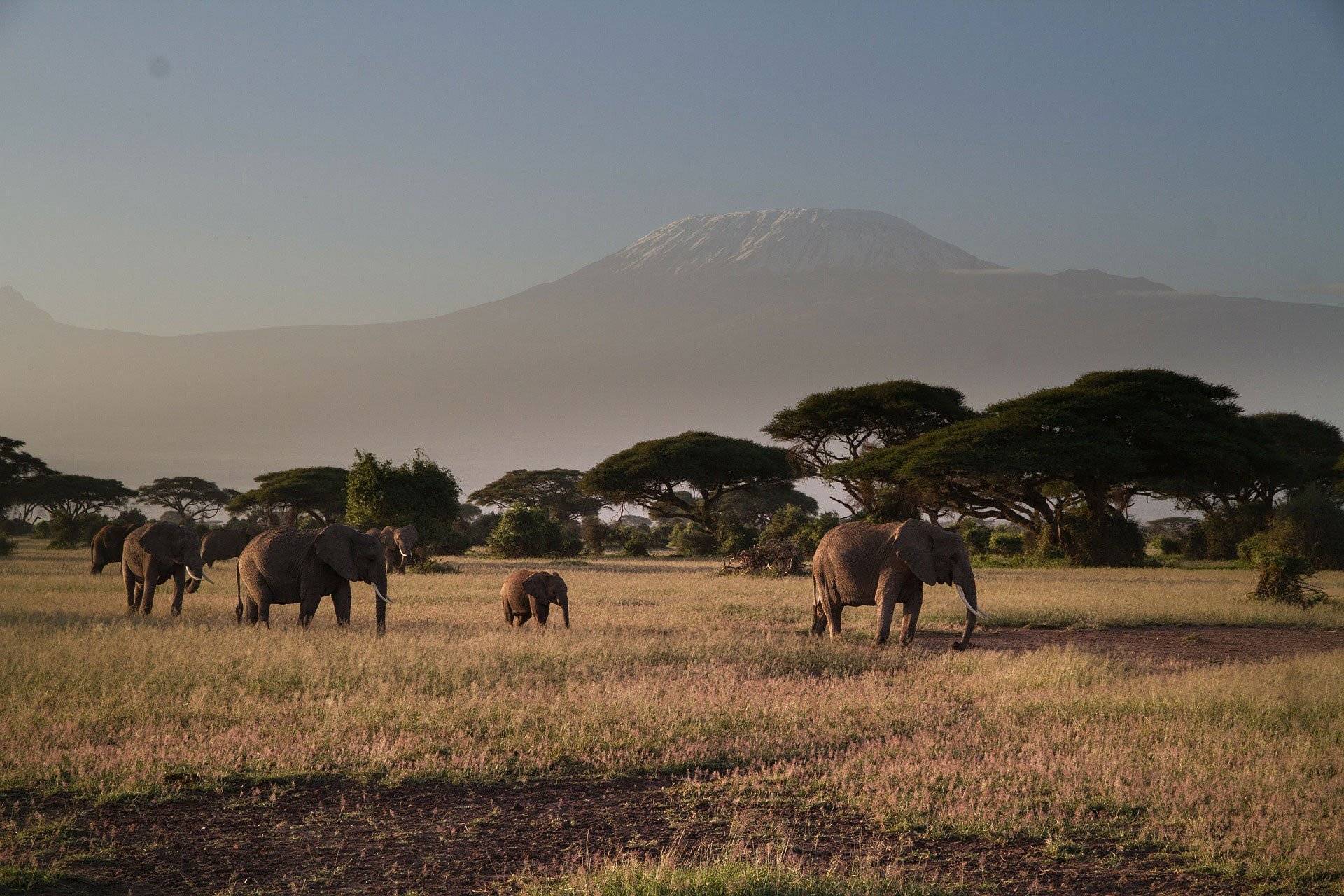 Safari nel Parco Nazionale di Amboseli all'ombra del maestoso Kilimangiaro