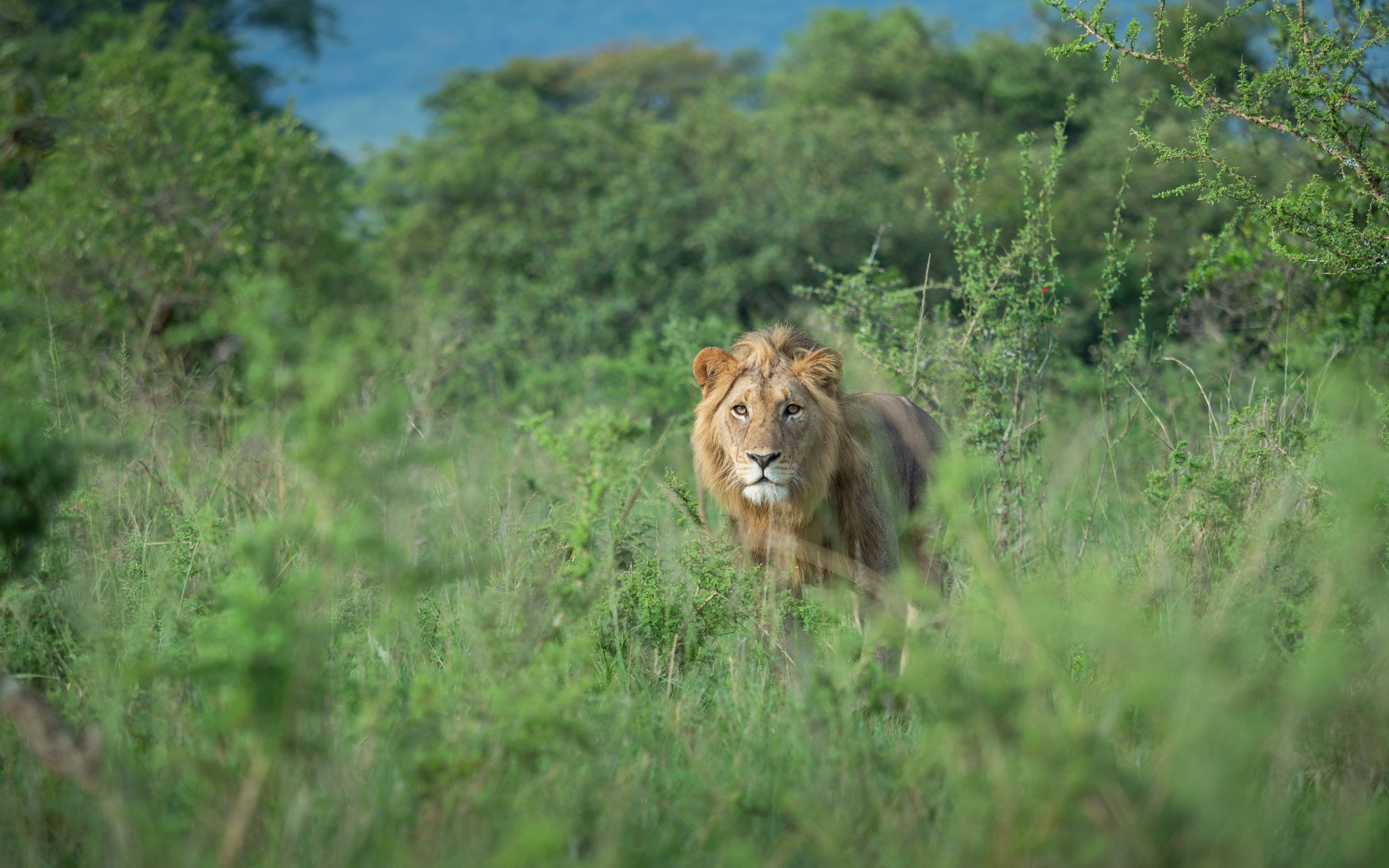 Journée safari au Serengeti