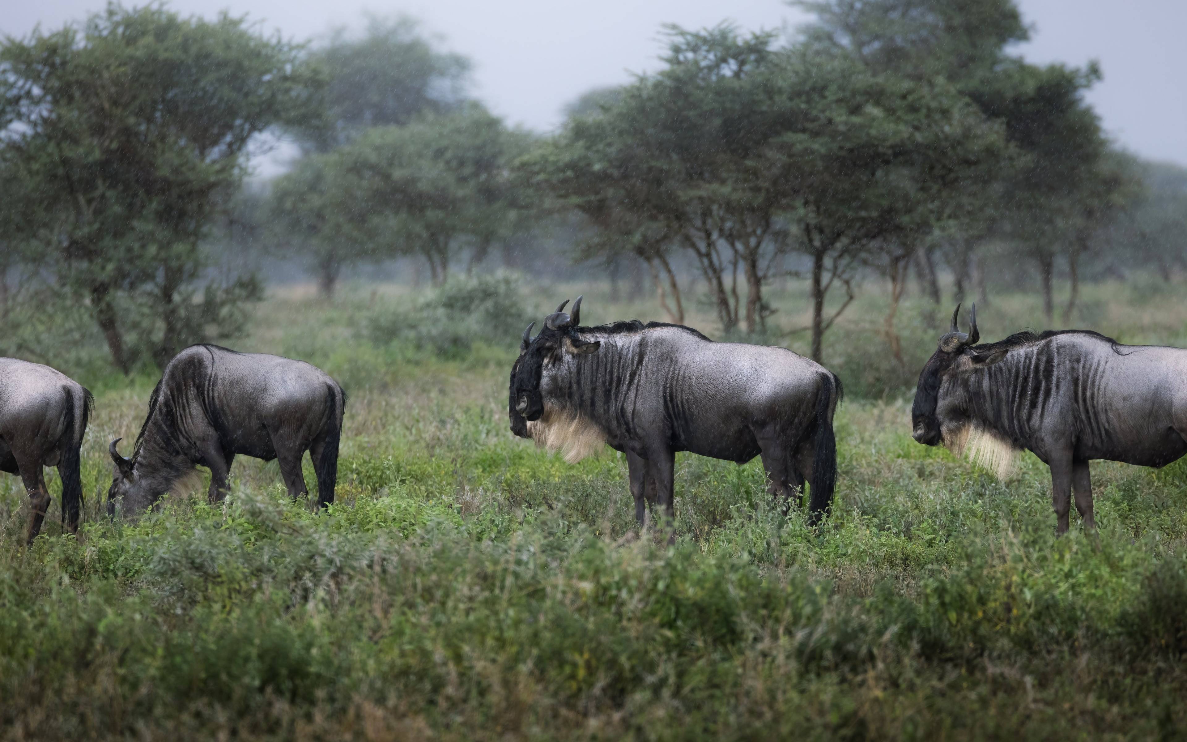 Safari à pied au Parc National d'Arusha