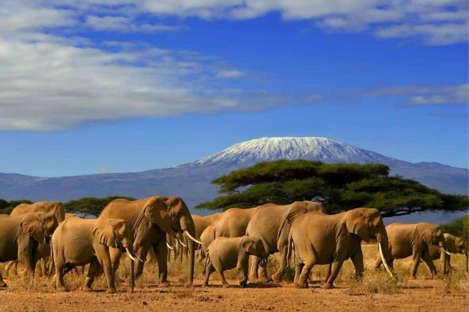 Safari nel Parco Amboseli ai piedi del Kilimanjaro