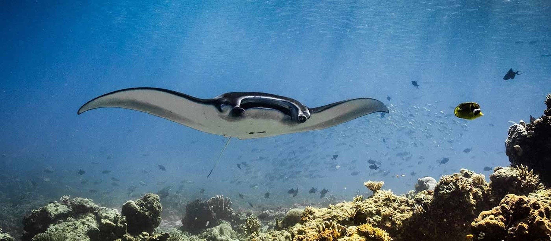 Snorkeling con le mante