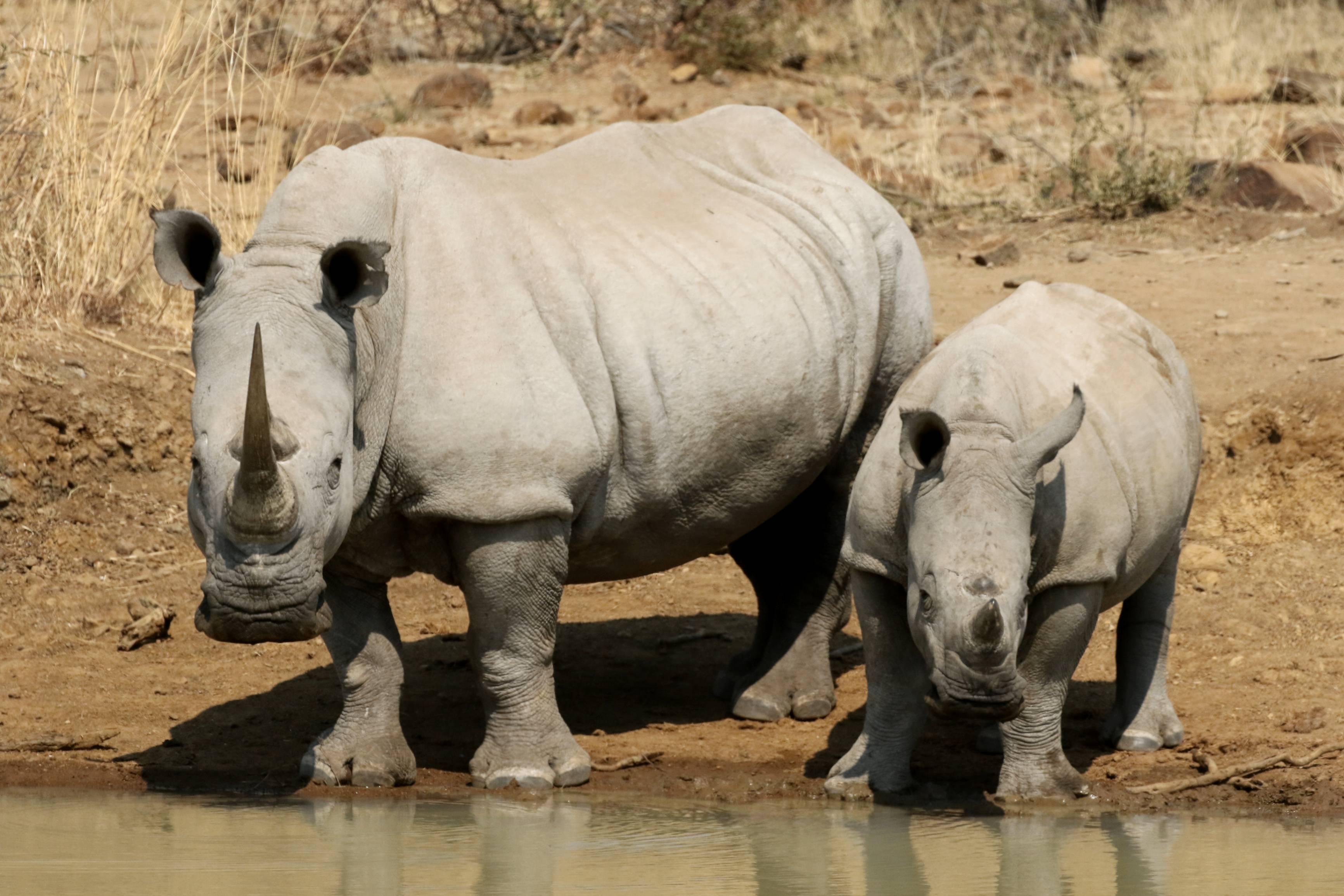 Hlane National Park: la terra dei rinoceronti