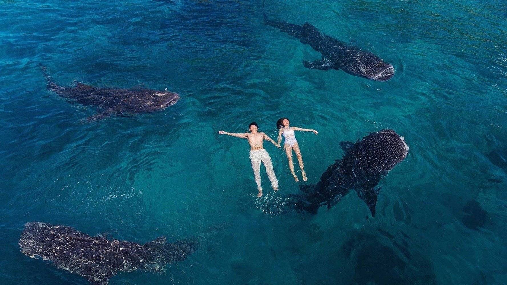 Bagno con gli squali balena