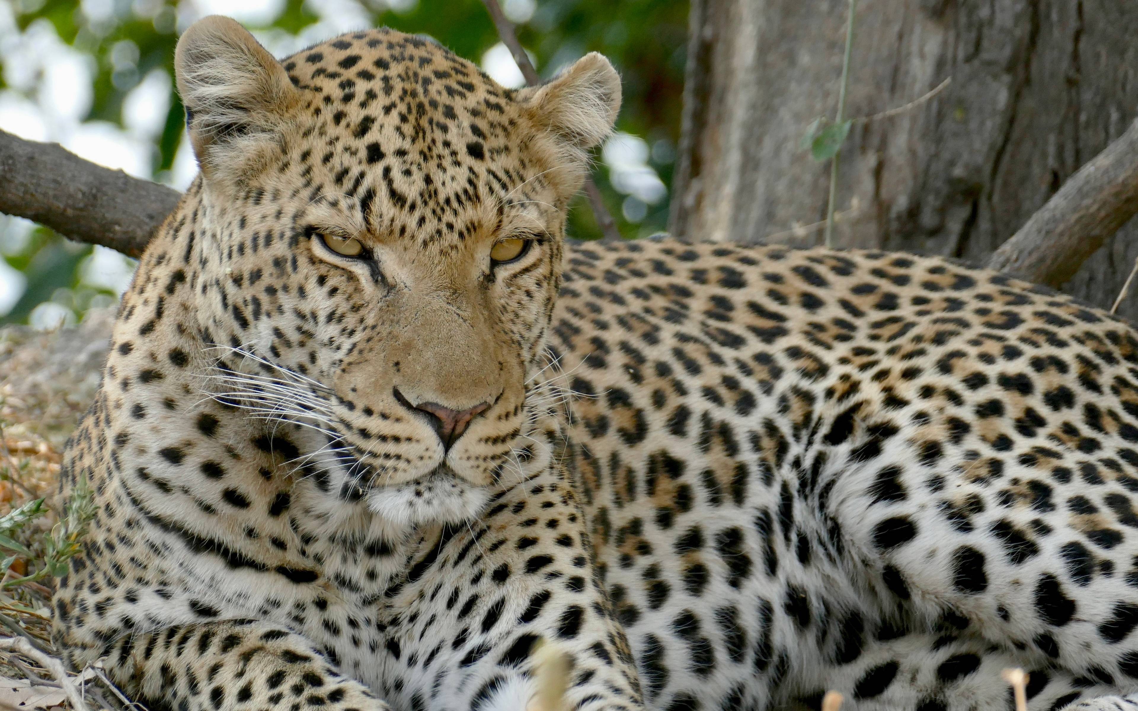 Safari di lusso nel Kruger National Park