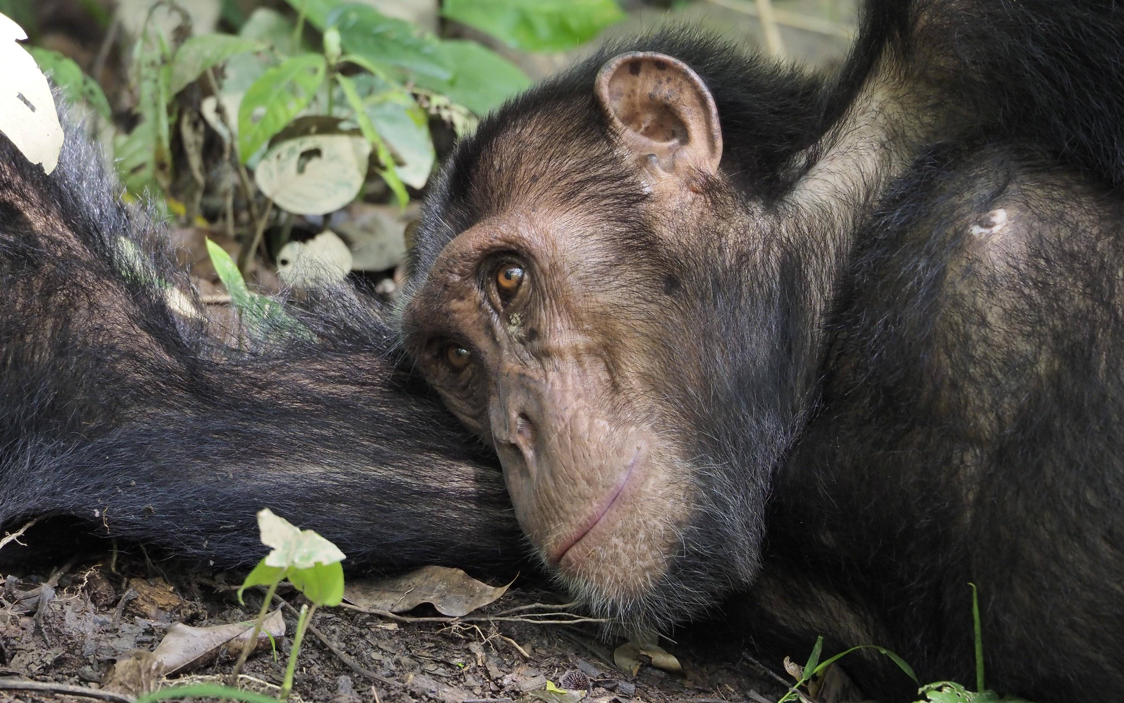 Gli scimpanzé della gola di Kyambura e il canale Kazinga