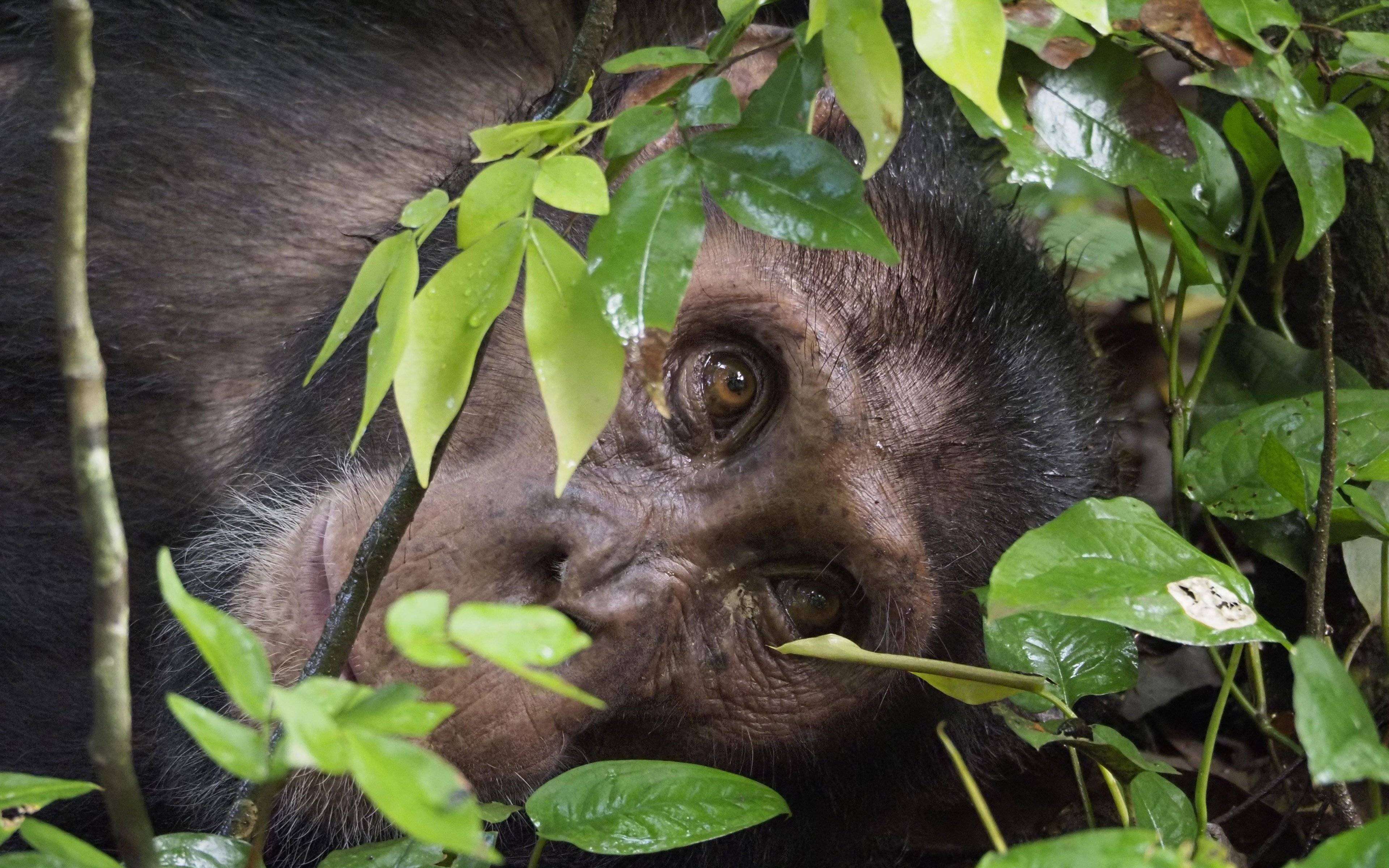 Gli scimpanzé di Kibale e la palude di Bigodi