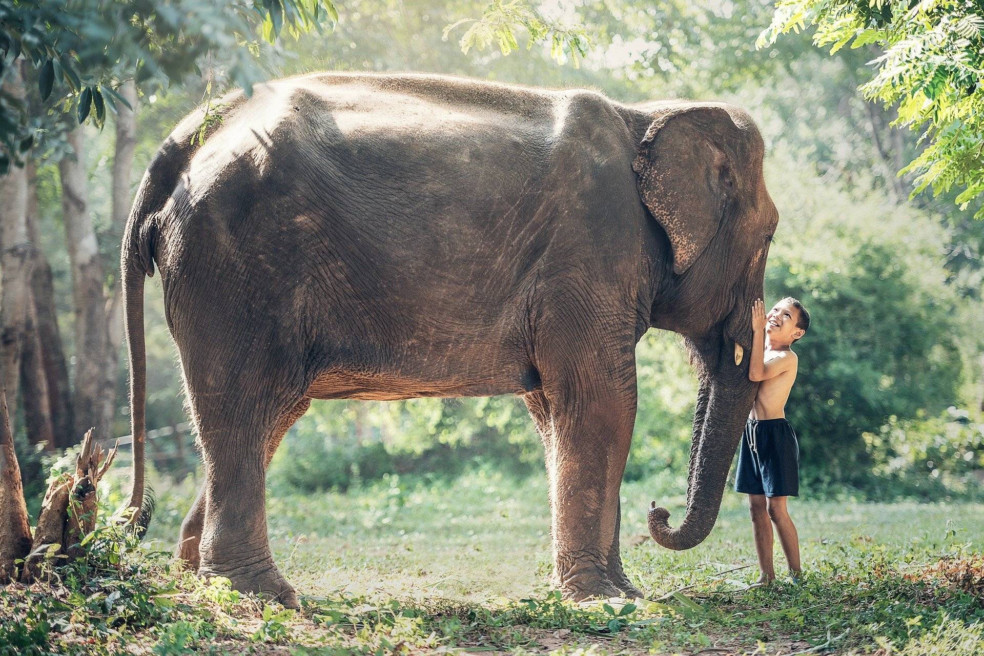 Rencontres dans un sanctuaire d'éléphants