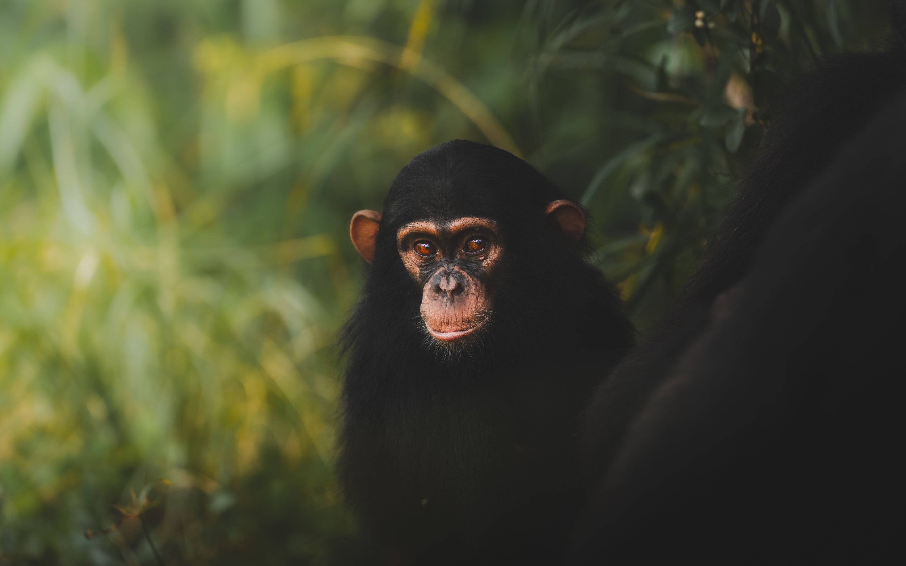 Rencontres avec les chimpanzés dans la magnifique forêt de Kibale