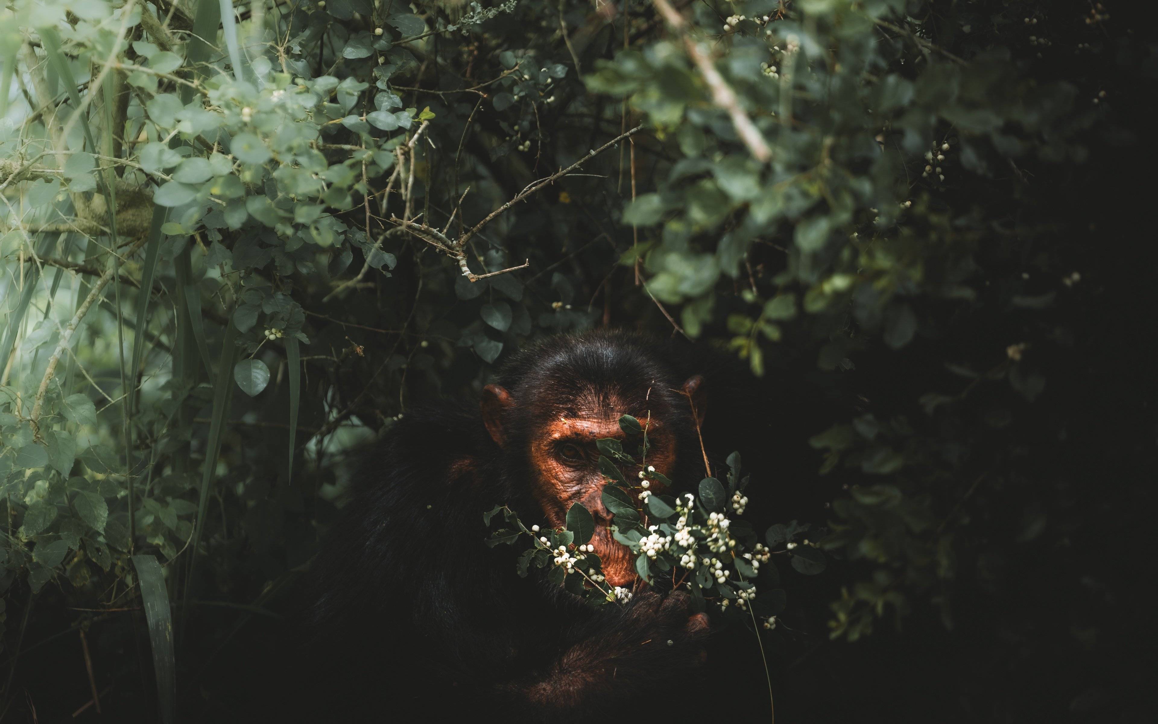 Trekking degli scimpanzè e Santuario di Bigodi
