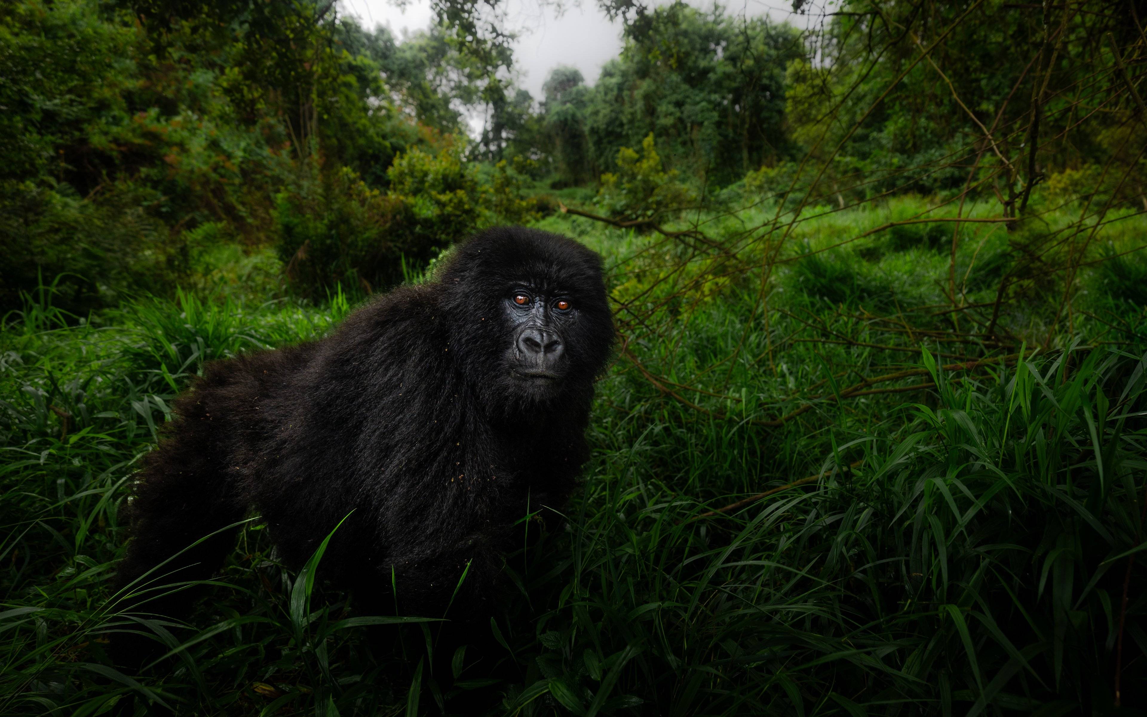 Gorilla trekking en la selva impenetrable de Bwindi