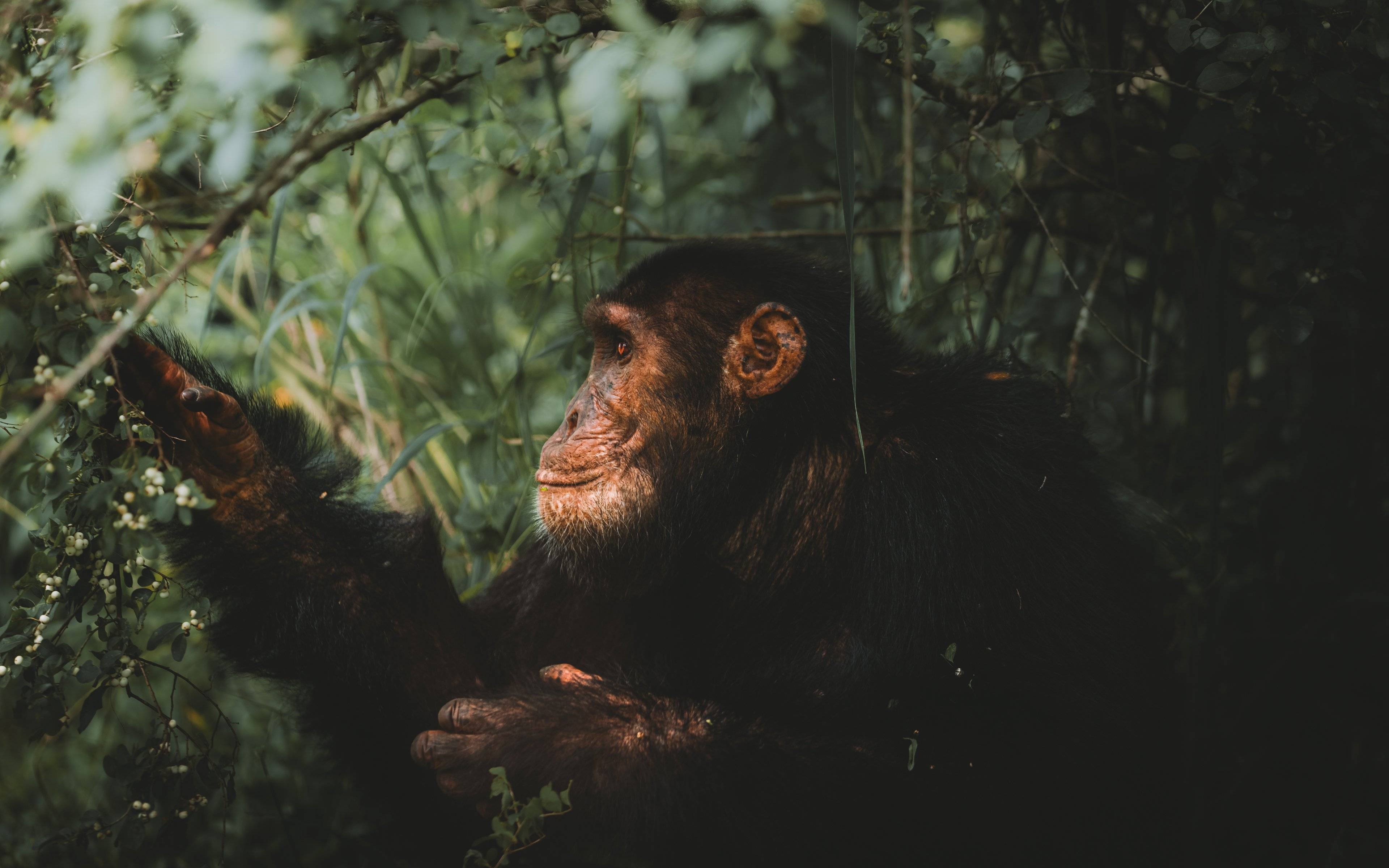 Trekking degli scimpanzè e trasferimento al Queen Elizabeth National Park