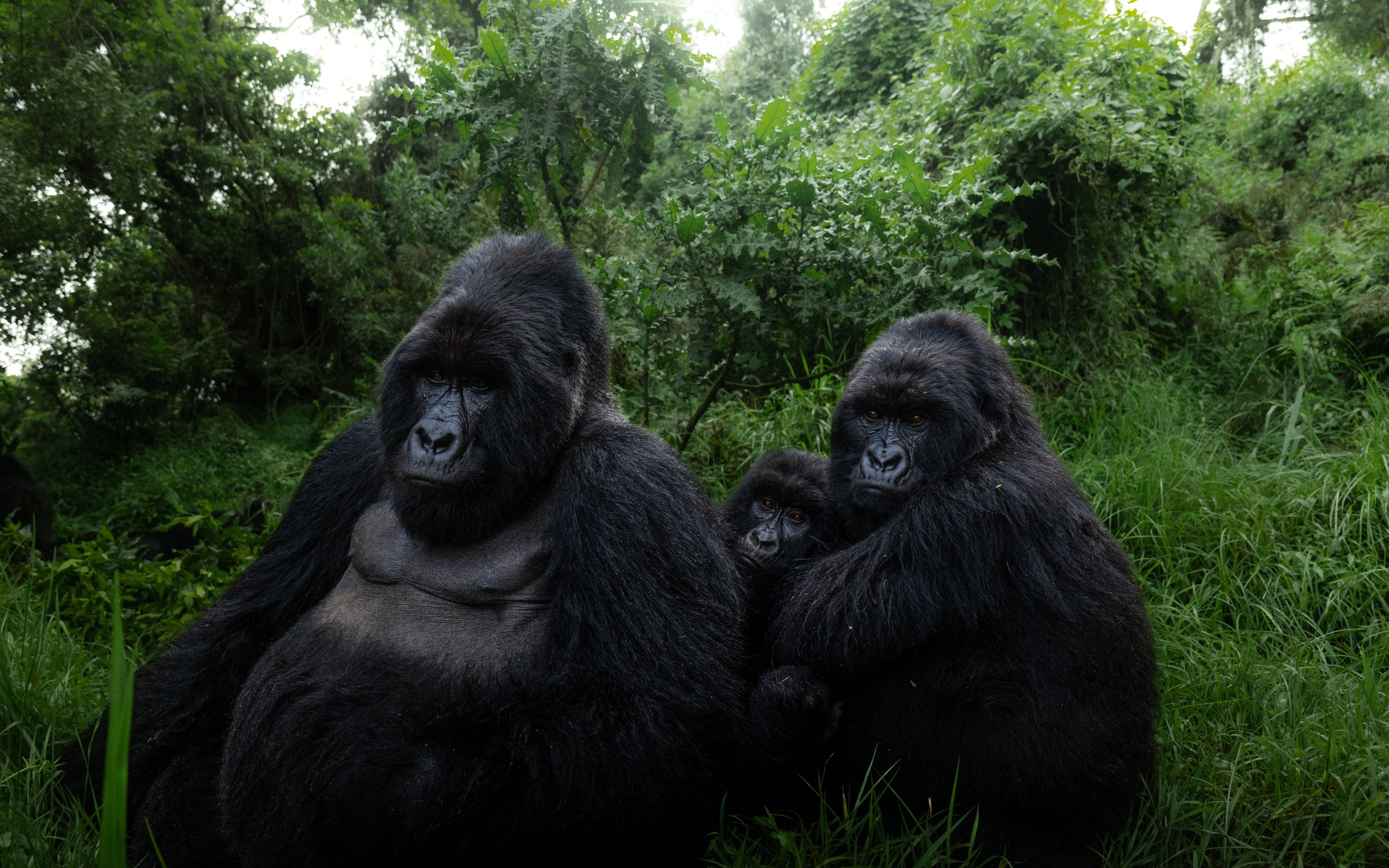 Trekking dei gorilla in Ruanda o attività a scelta non incluse
