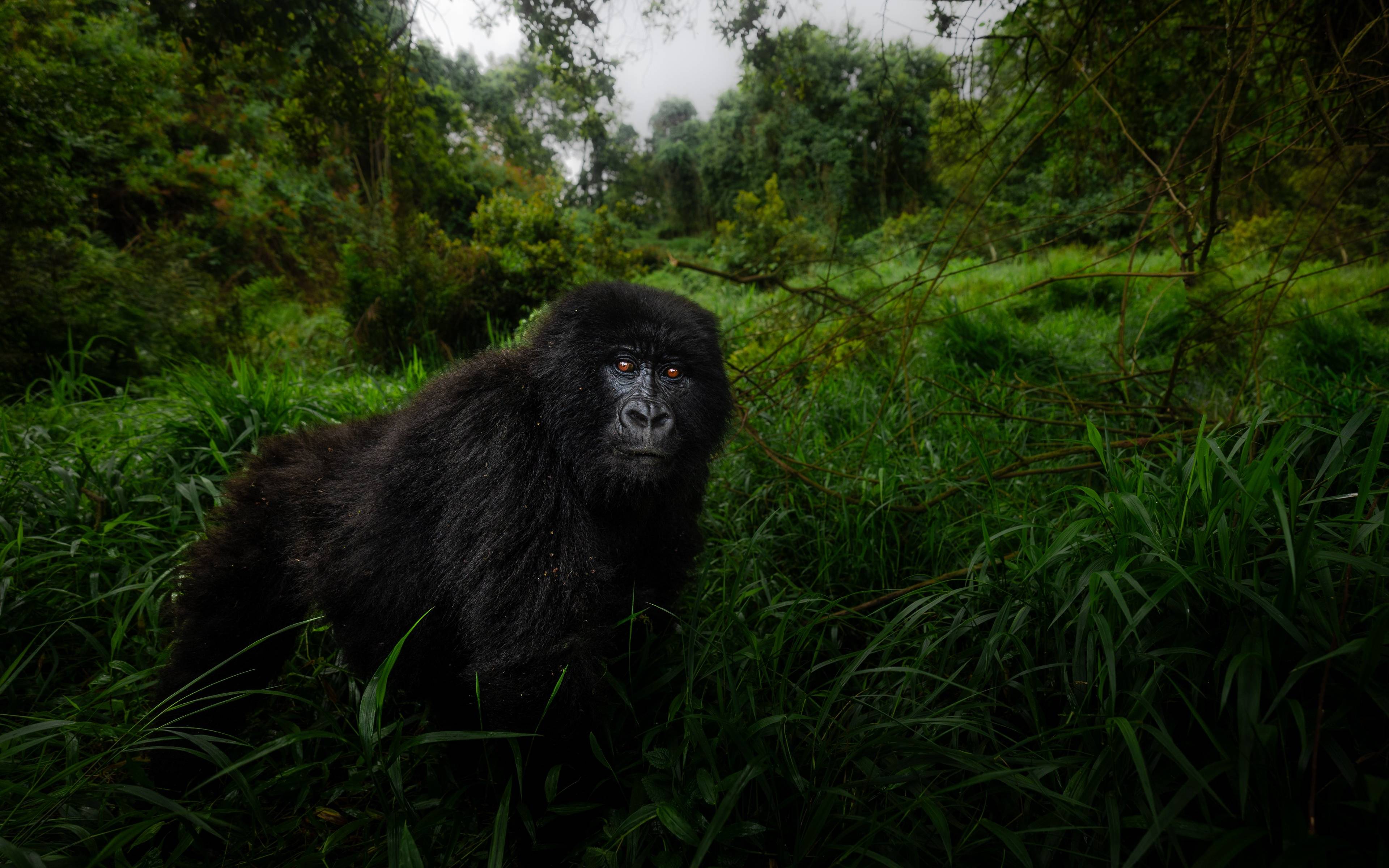 Recorrido por el Parque Nacional Bwindi - Gorilla trekking