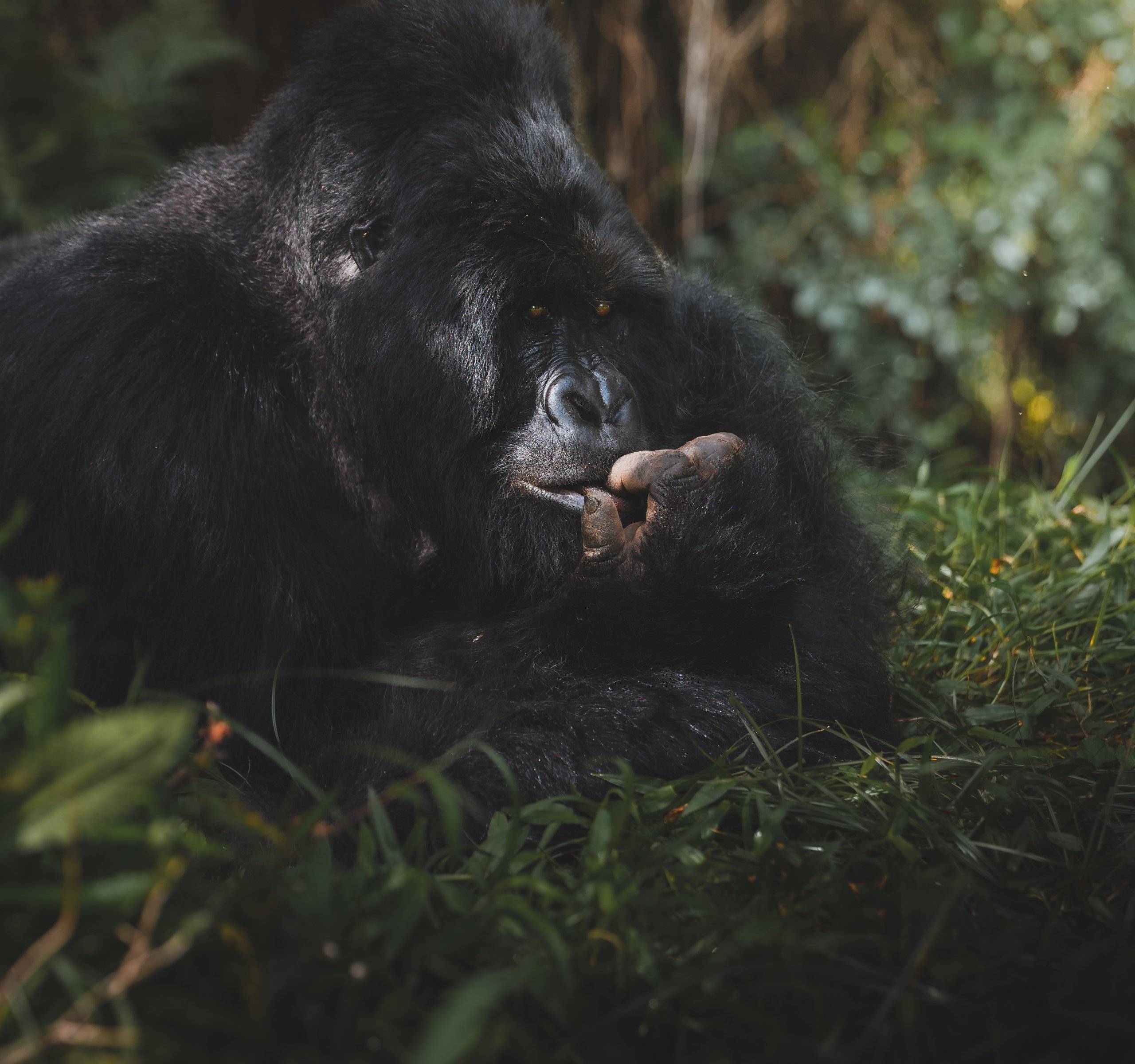 Marche et inoubliable rencontre avec les gorilles des montagnes
