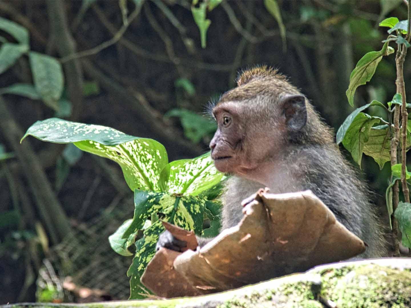 Ubud - Foresta delle Scimmie